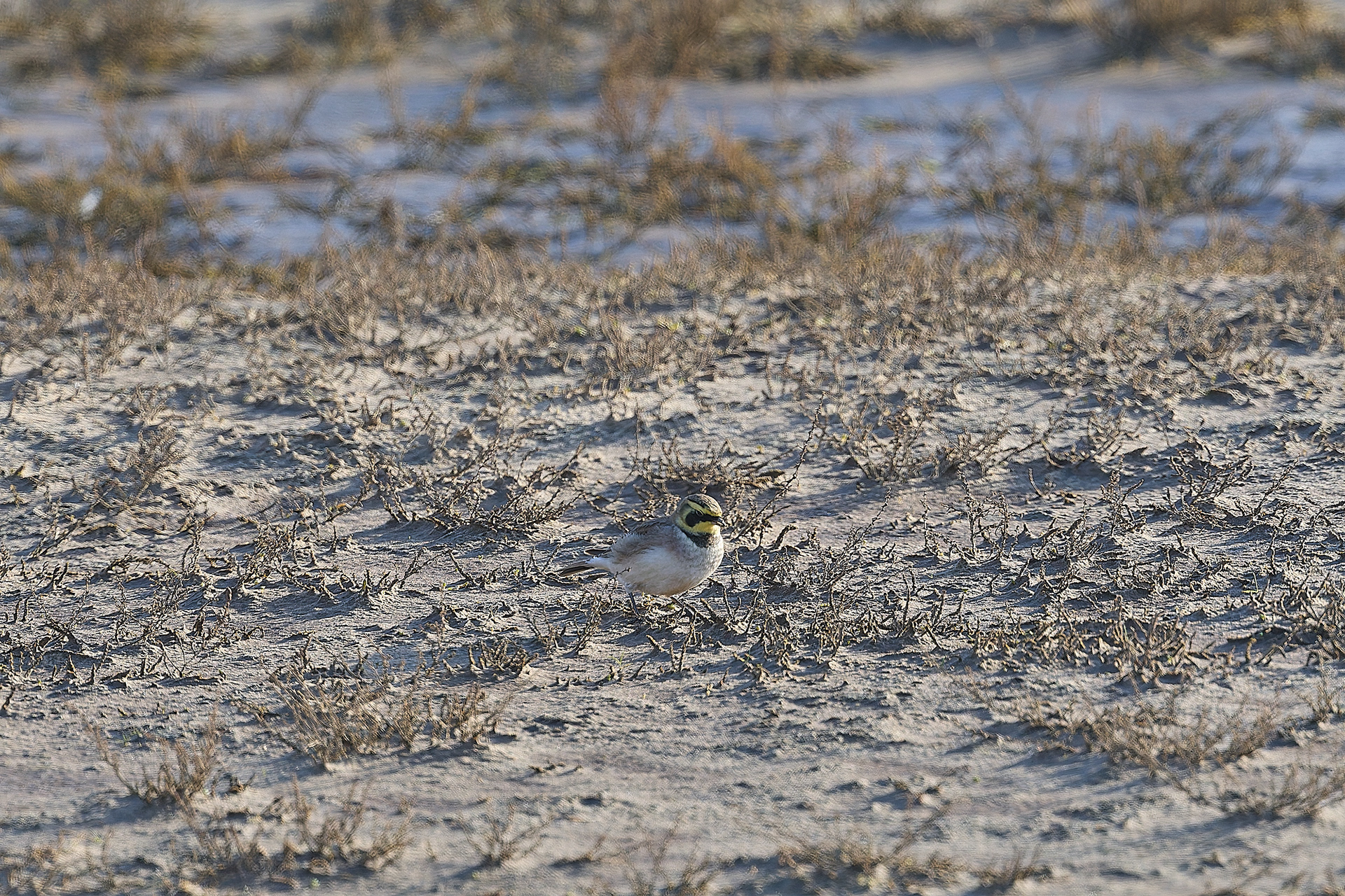 Shore Lark