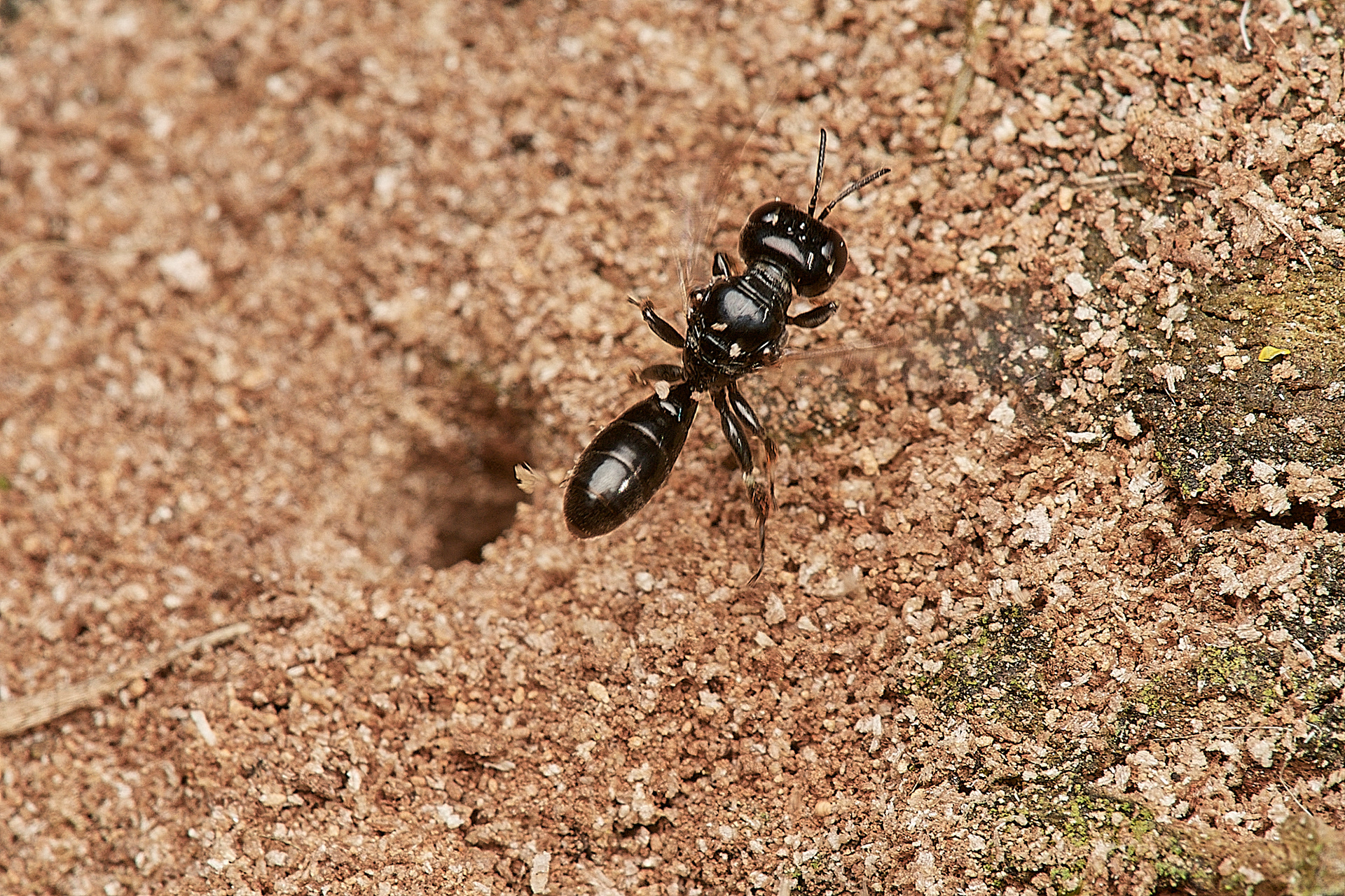 Ring-legged Crossocerus ♀︎(Crossocerus annulipes) Hanworth