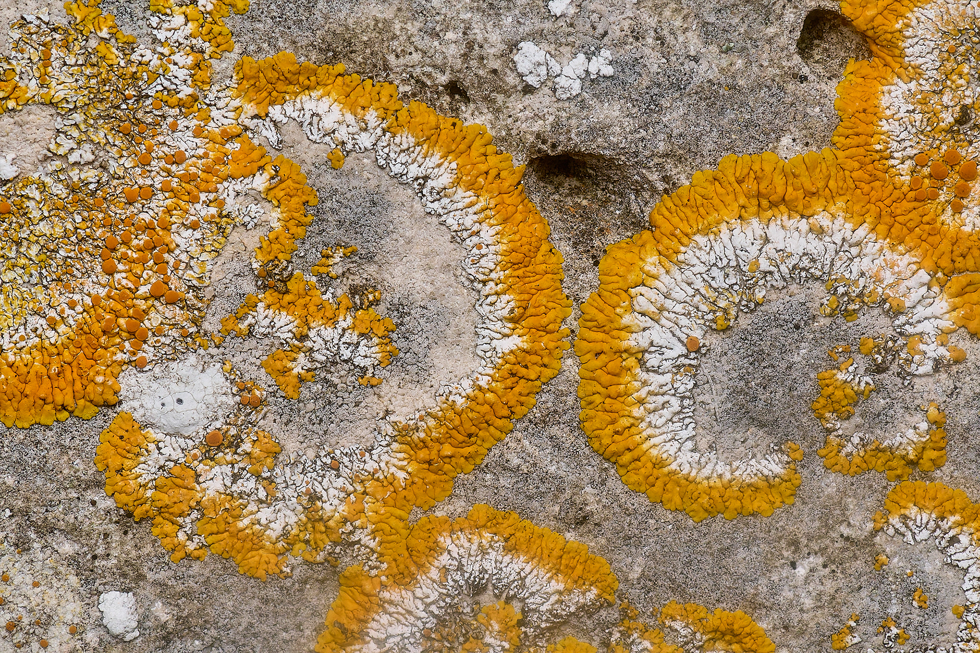 Variospora flavescens