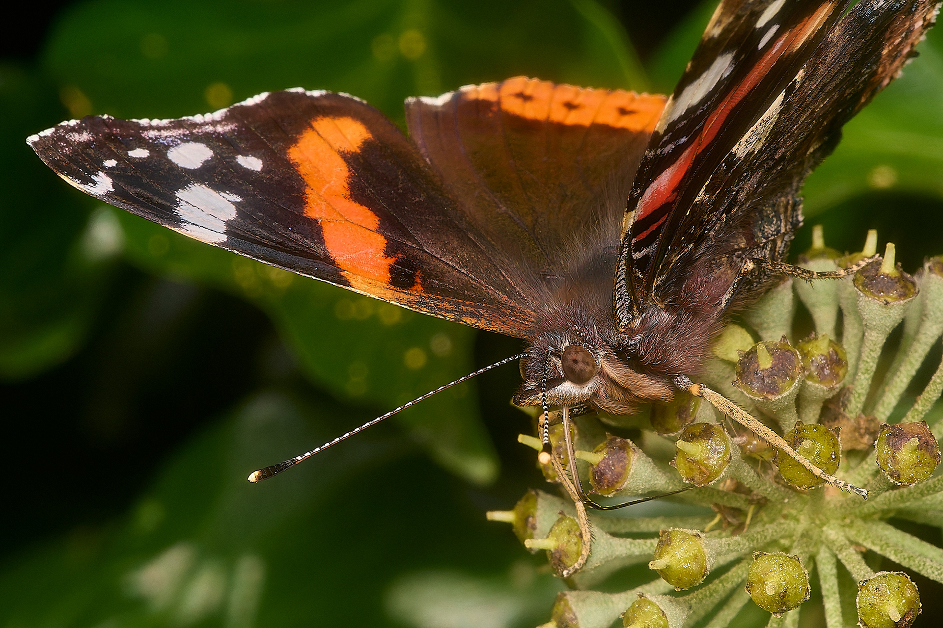 Red Admiral (Vanessa atalanta)