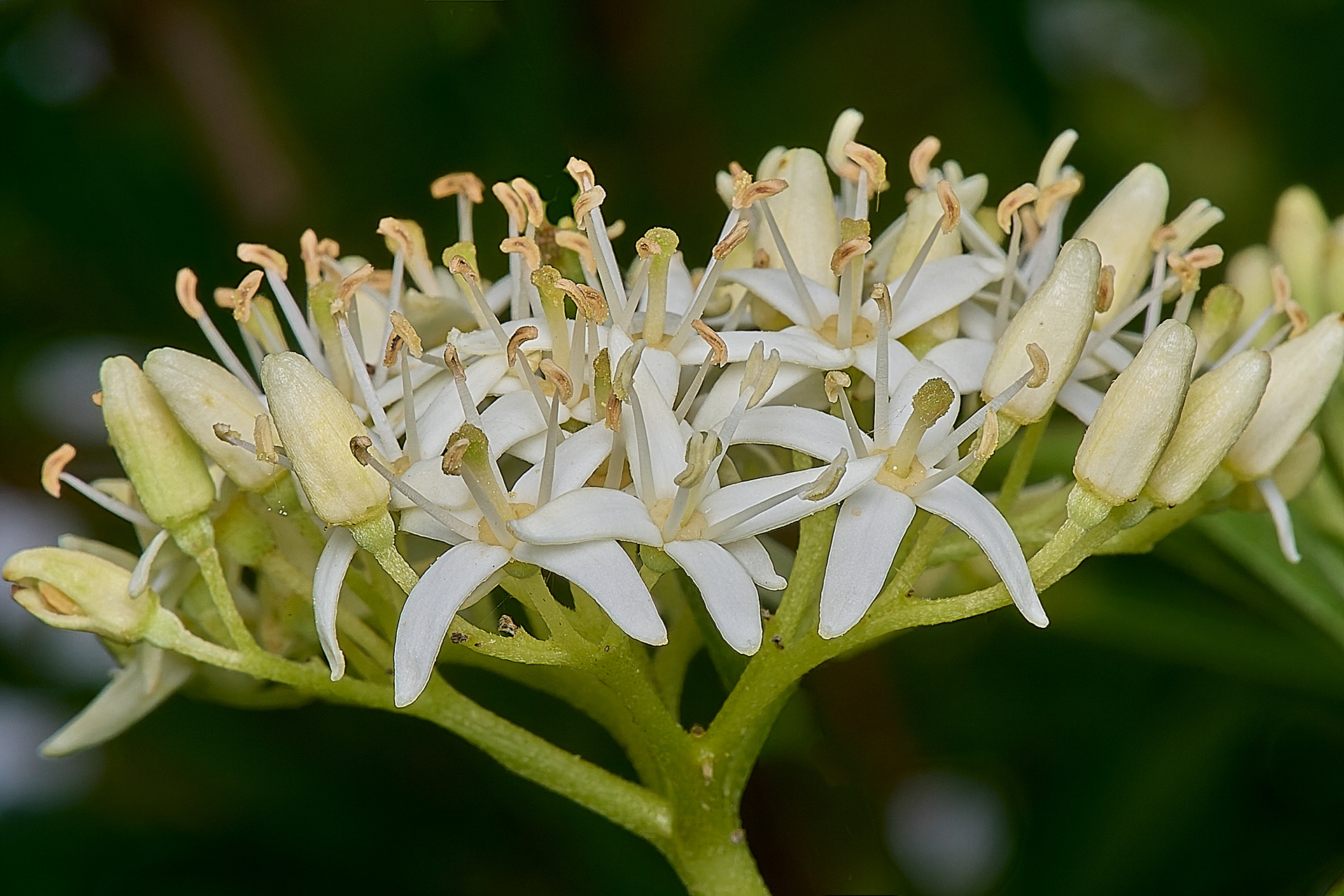 Dogwood