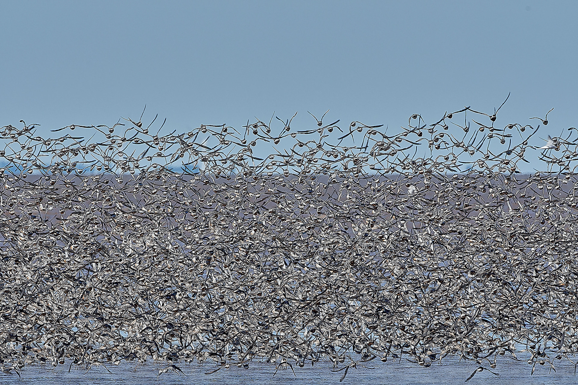 Snettisham Wader Spectacular 08/21