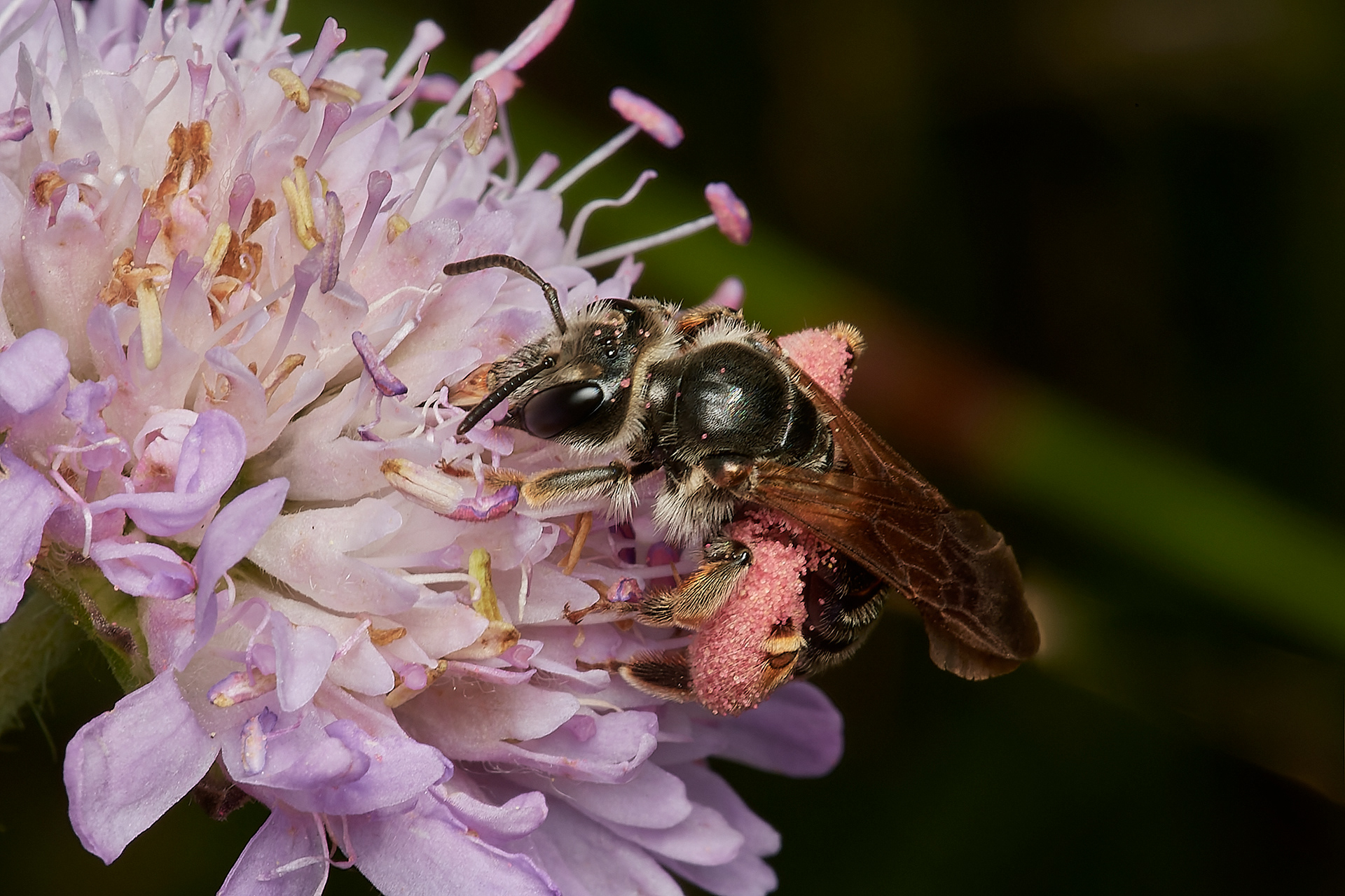 Large Scabious Mining ♀︎ (Andrena hattorfiana) Metton