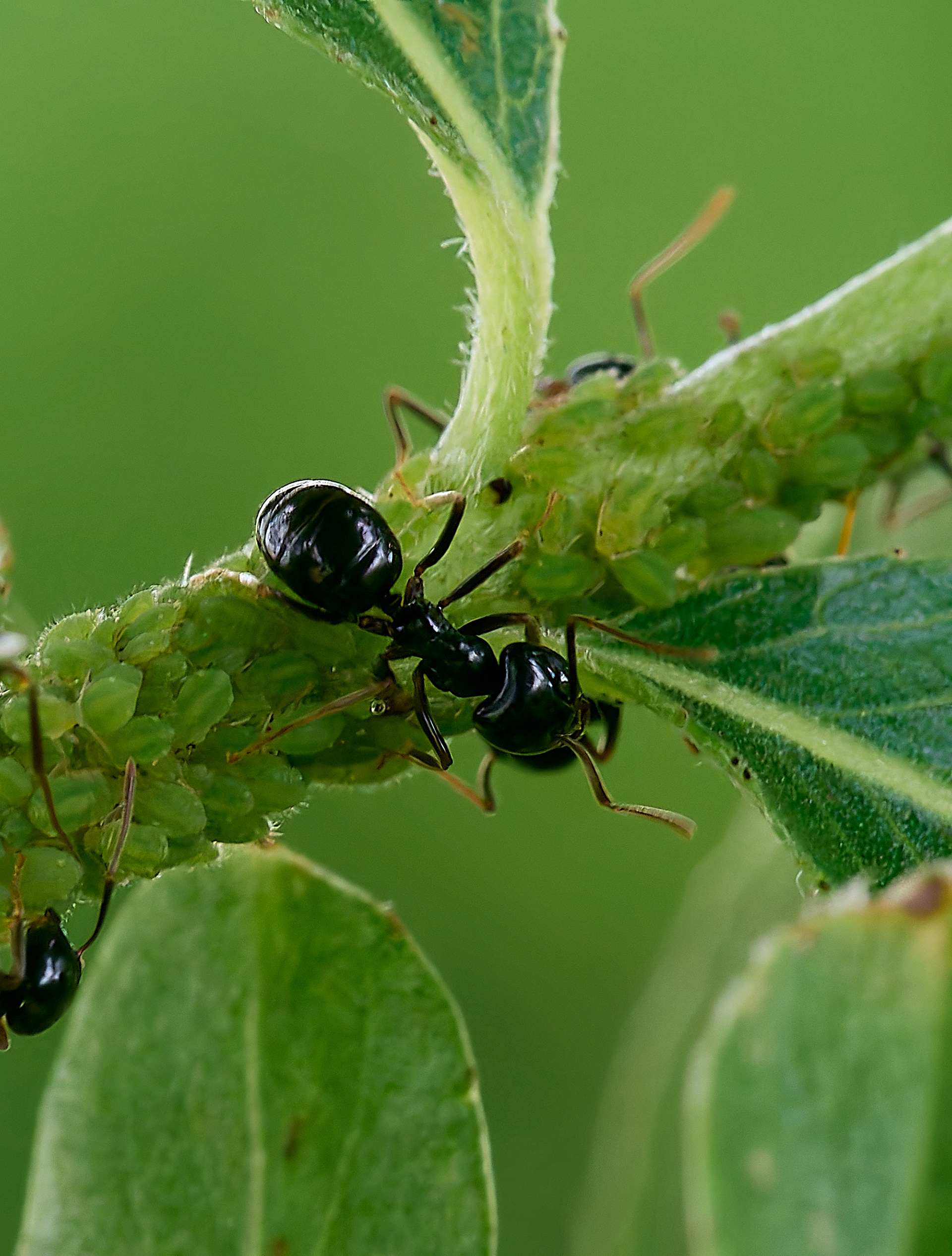 Jet Ant (Lasius fuluginosus) + Aphids