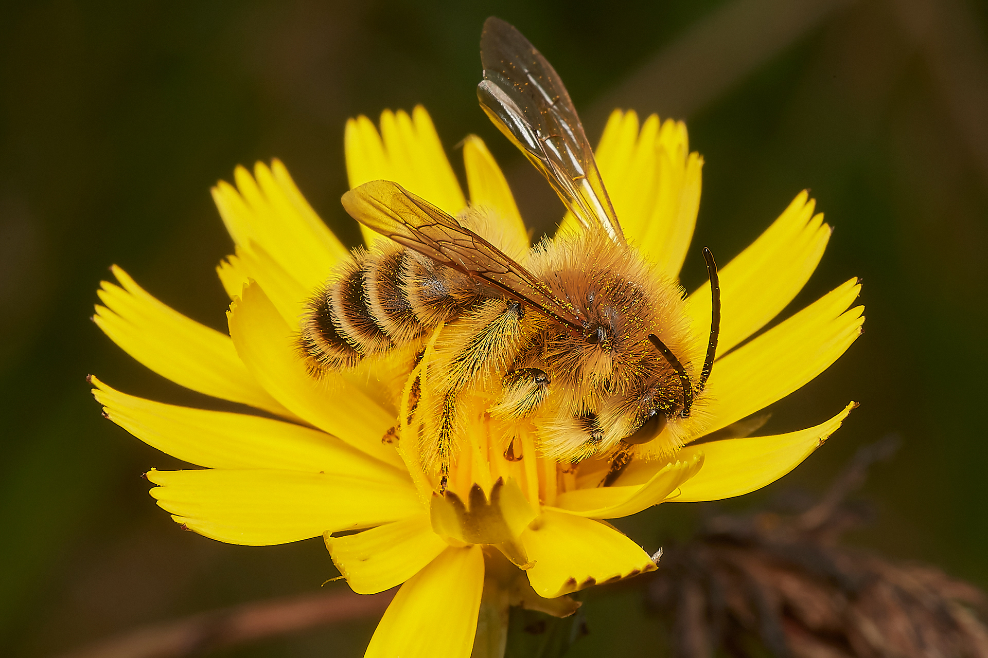 Pantaloon Bee ♂︎(Dasypoda hirtirpes) Santon Downham