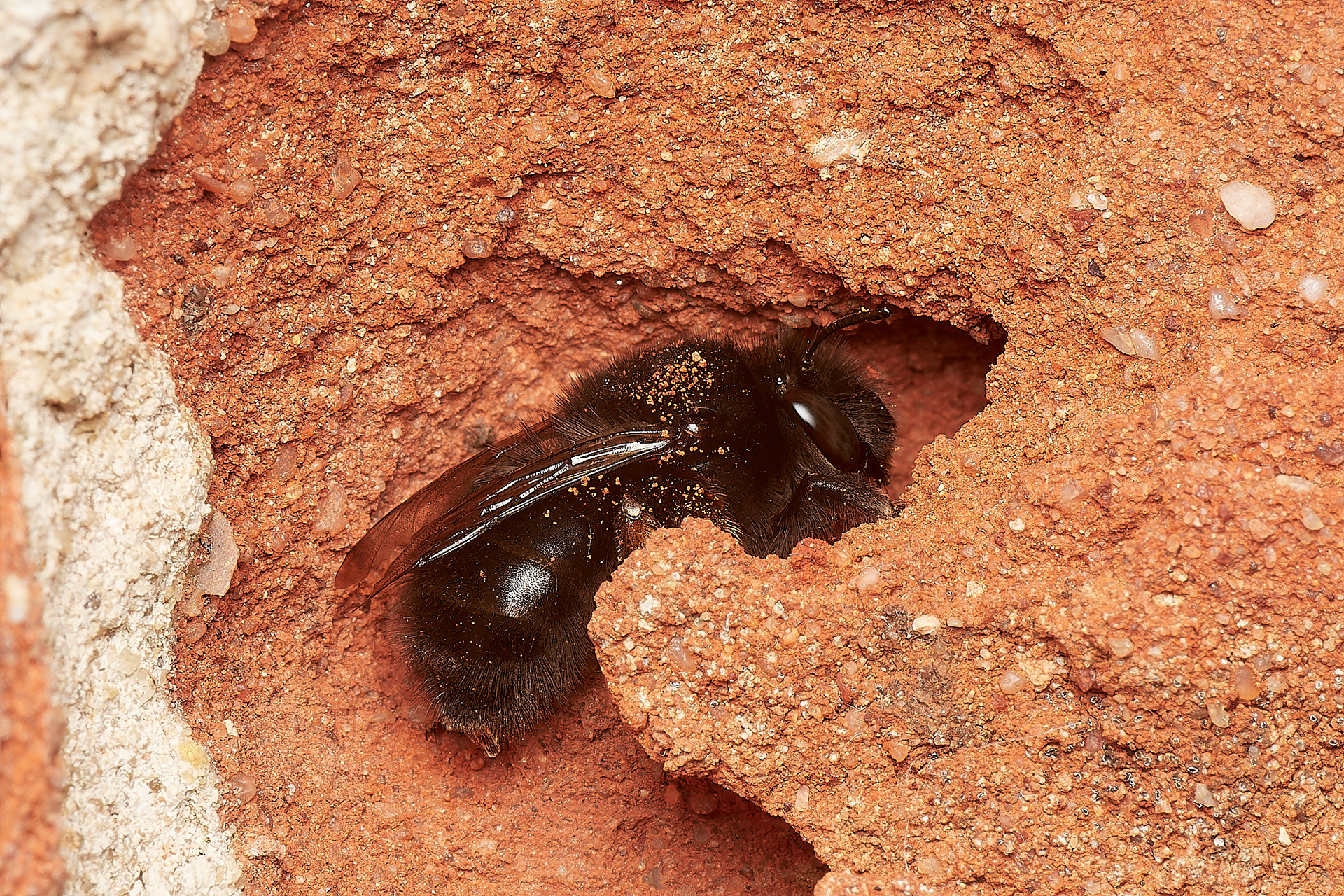 Hairy-footed Flower Bee ♀︎ (Anthophora plumipes) 04/23