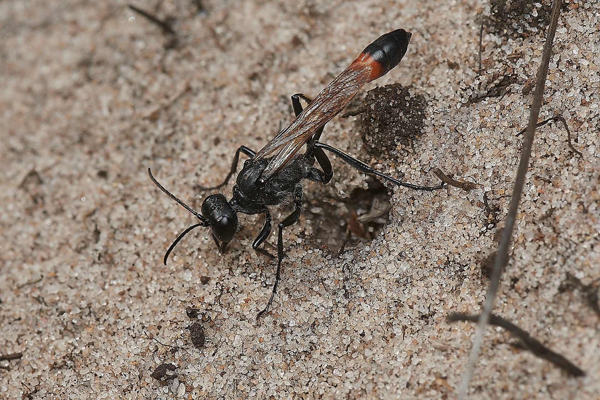 Heath Sand Wasp (Amophila pubescens) Roydon Common