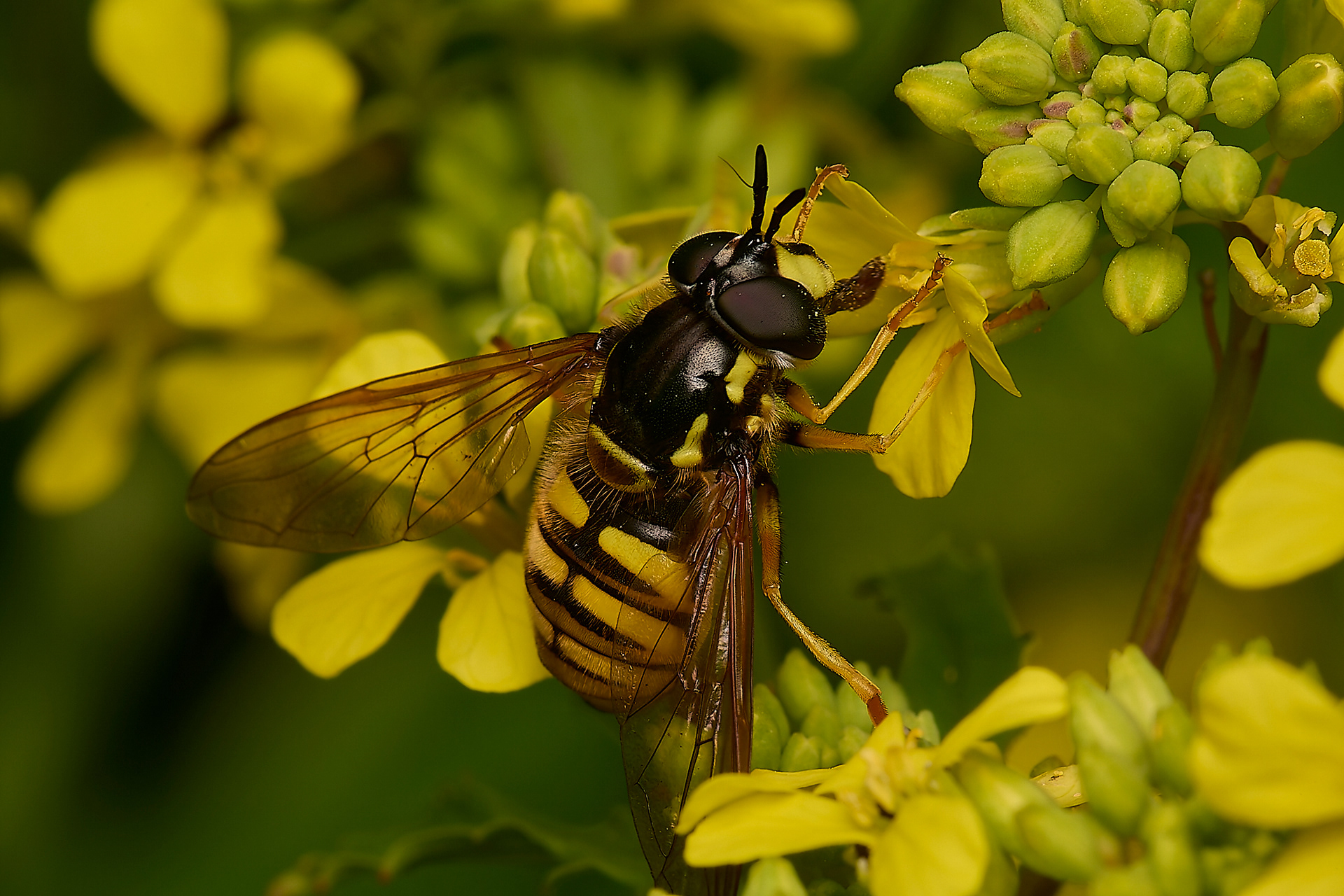 Large Spearhorn (Chrysotoxum cautum)