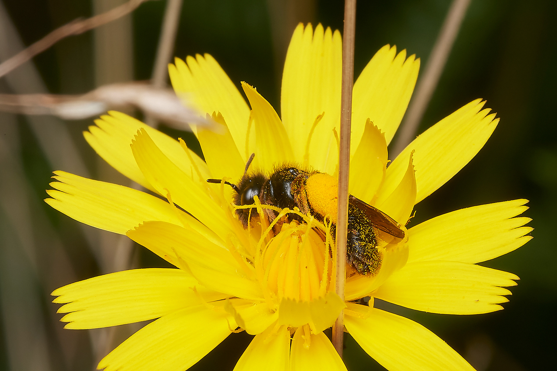 Large Shaggy Bee ♀︎(Panurgus banksianus) Kelling Heath