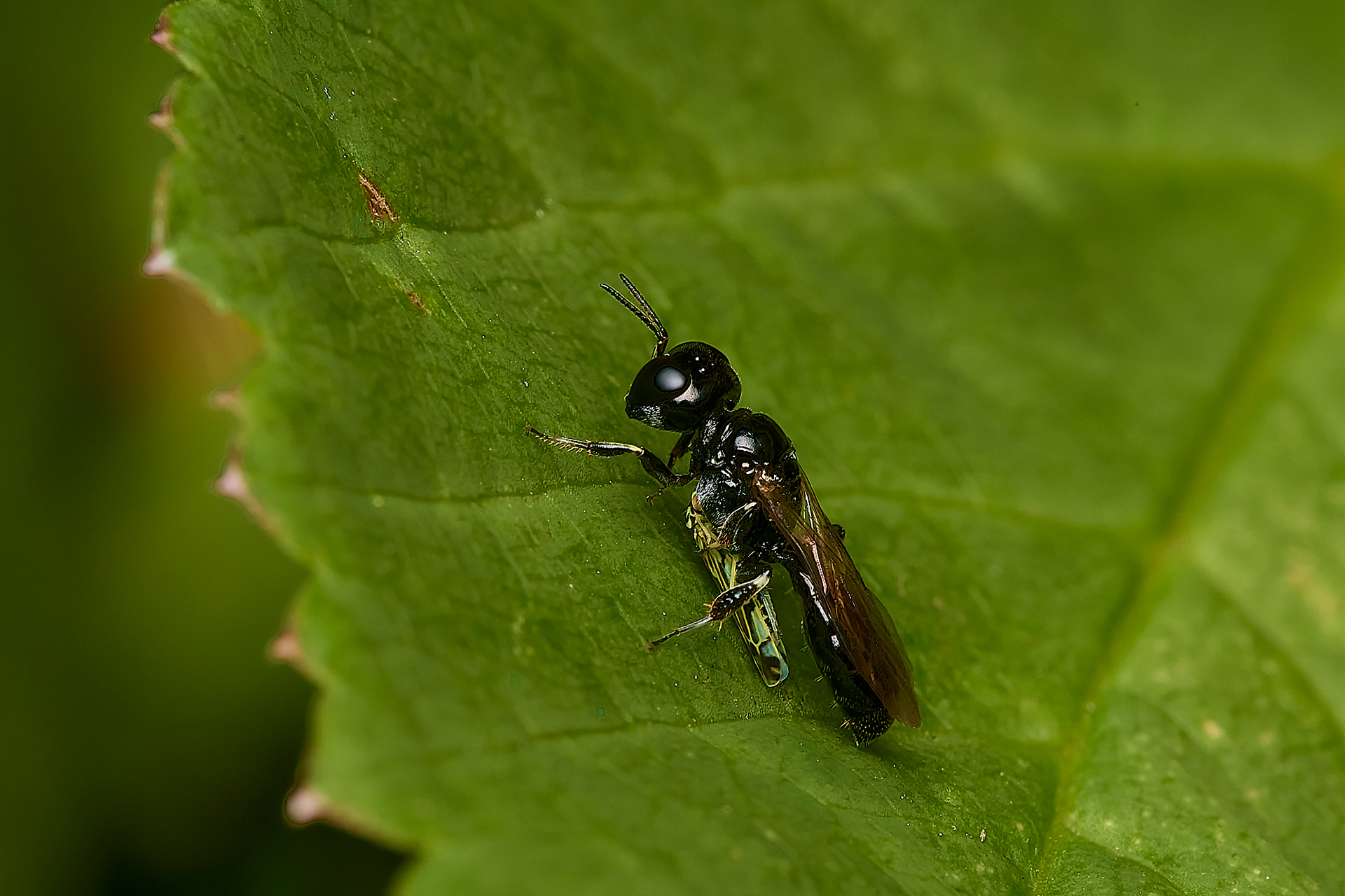 Ring-legged Crossocerus♀︎ (Crossocerus annulipes) Hanworth
