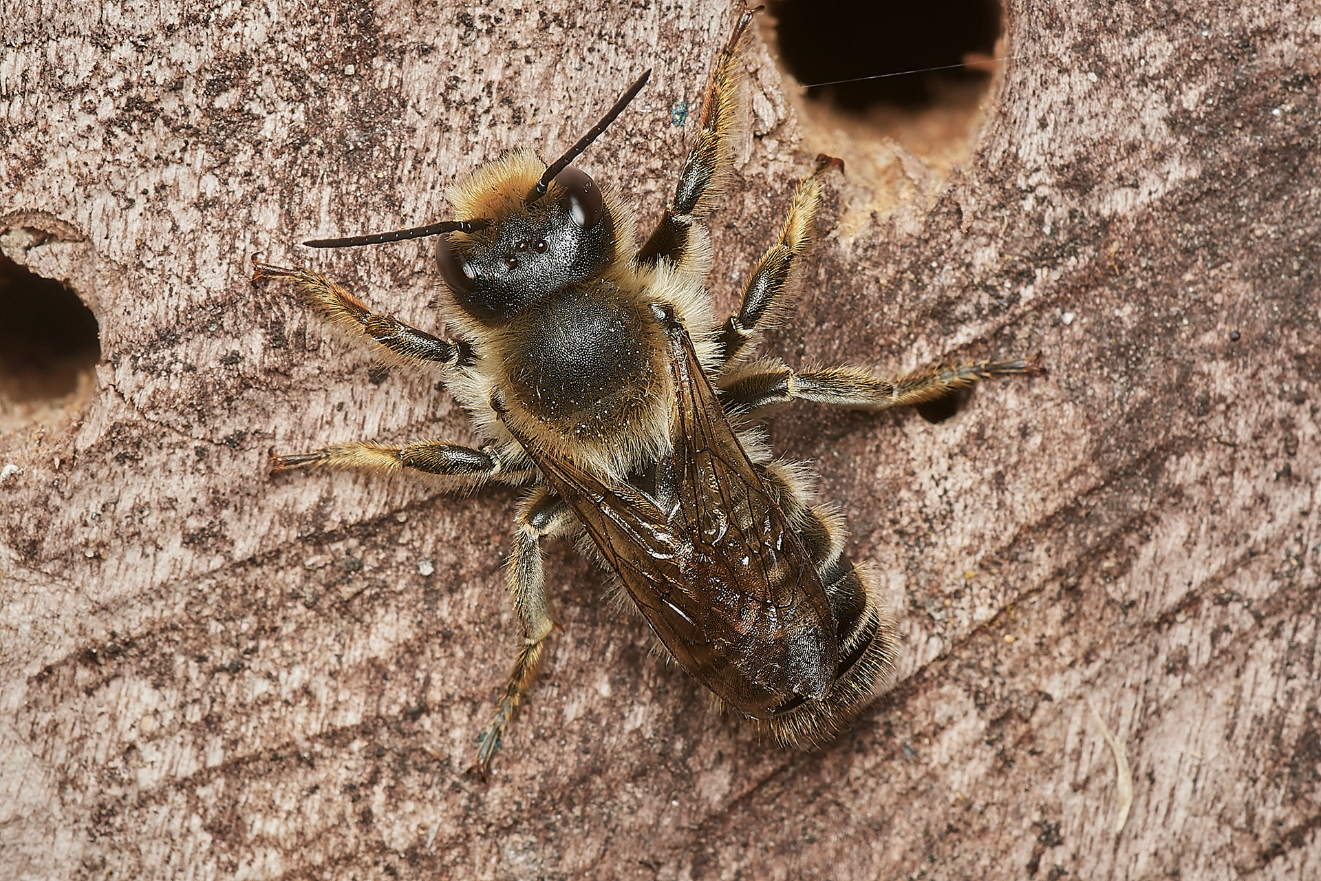 Wood-cutting Leafcutter Bee ♂︎?(Megachile ligneseca) Hanworth