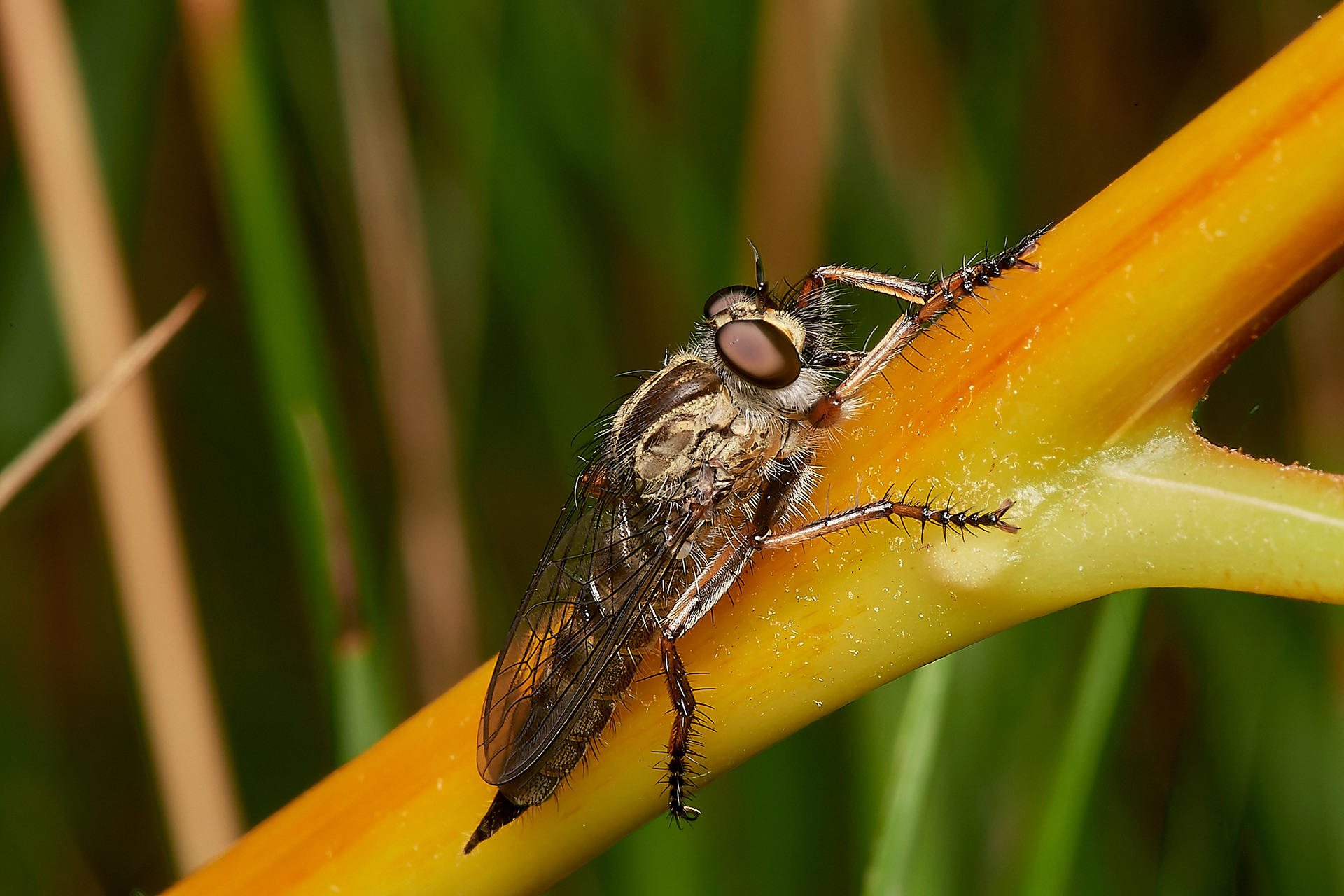 Kite-tailed Robberfly (Machismus atricapillus) Kelling Heath