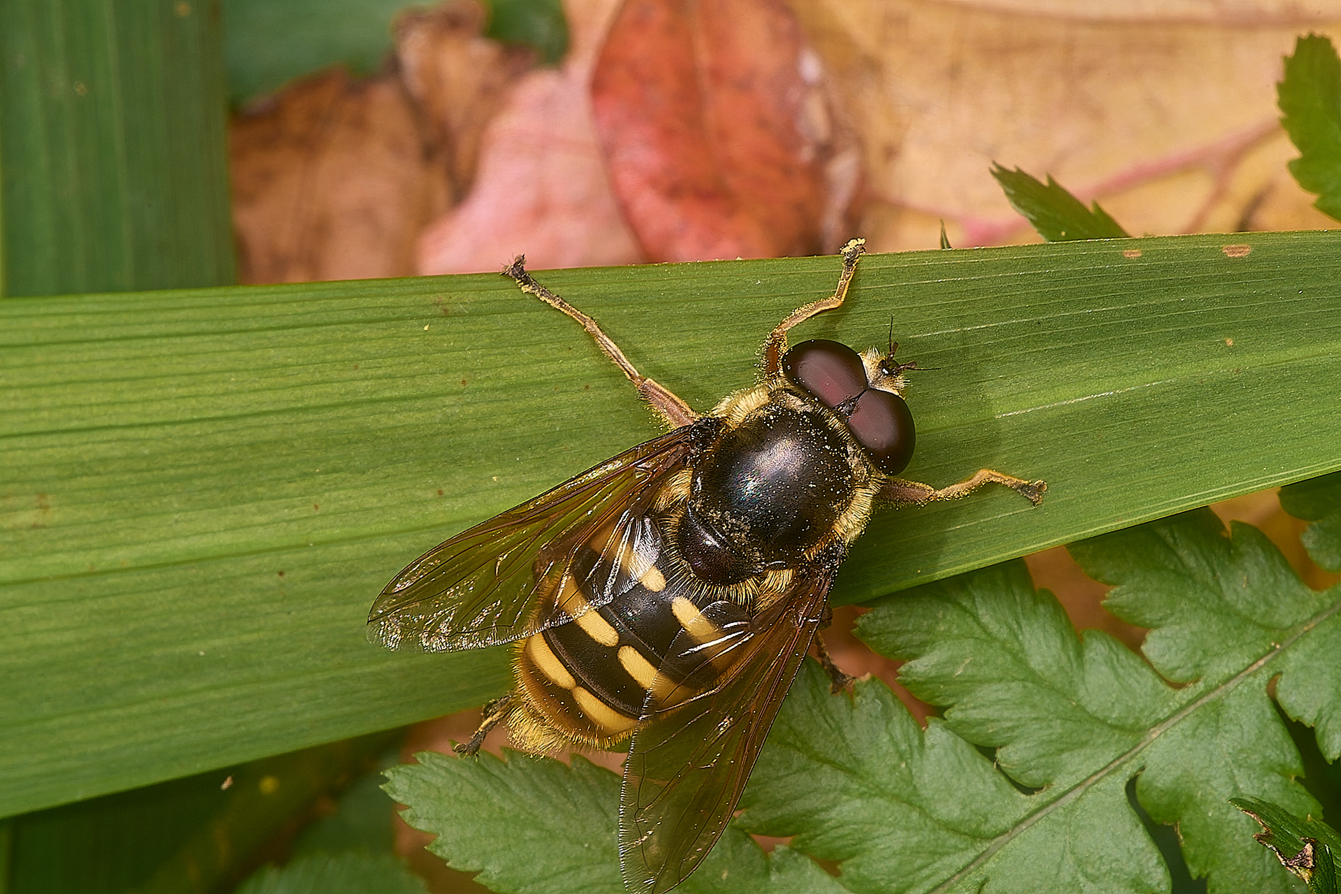 Bog Hoverfly (Sericomyia silentis )