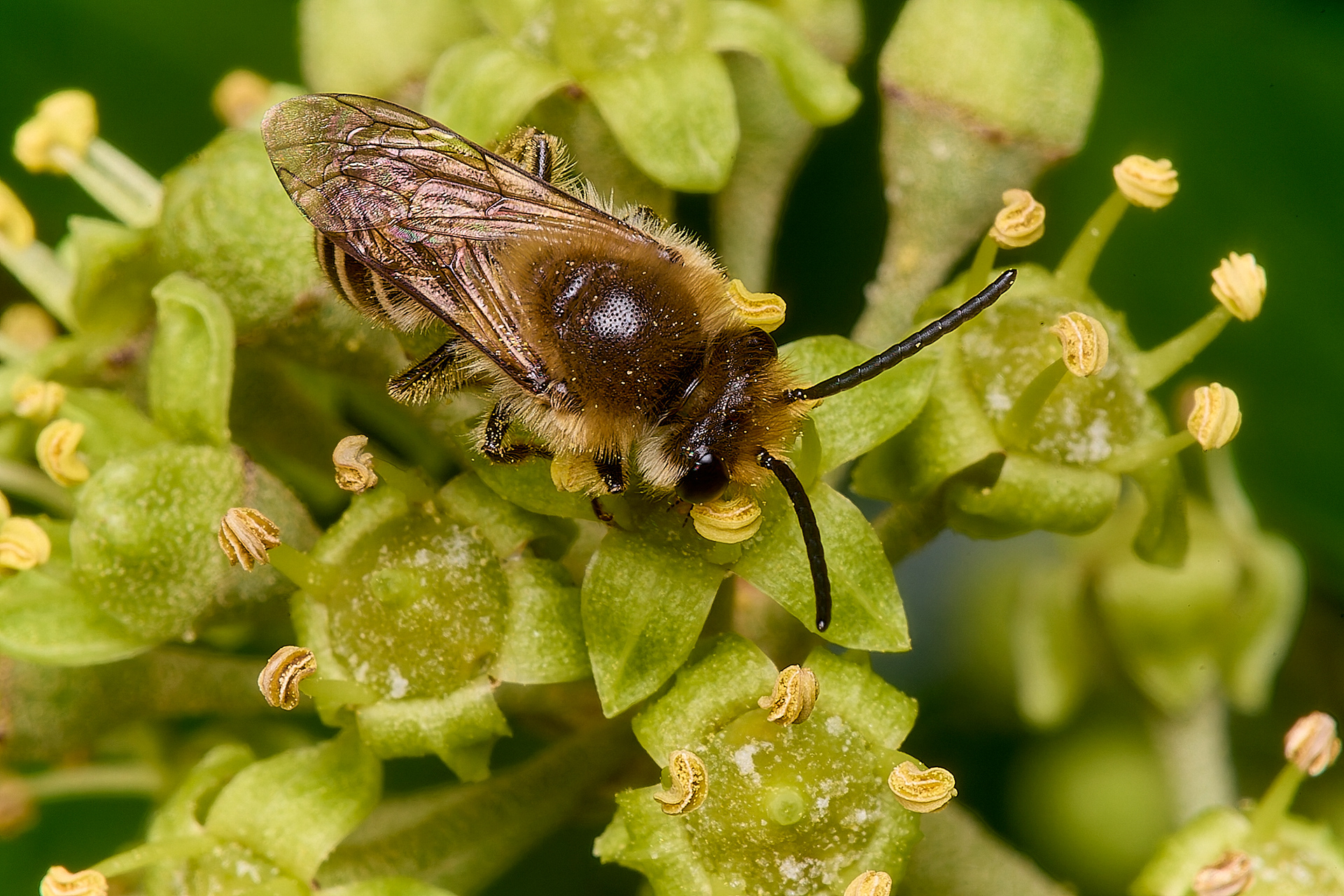 Ivy Bee (Colletes hederae)
