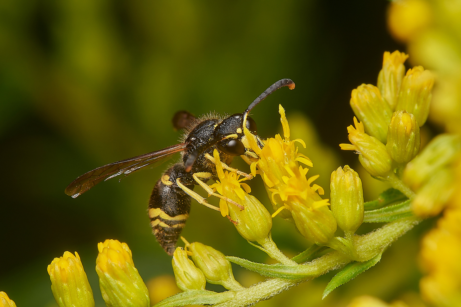 Ancistrocerus Sp? Hanworth