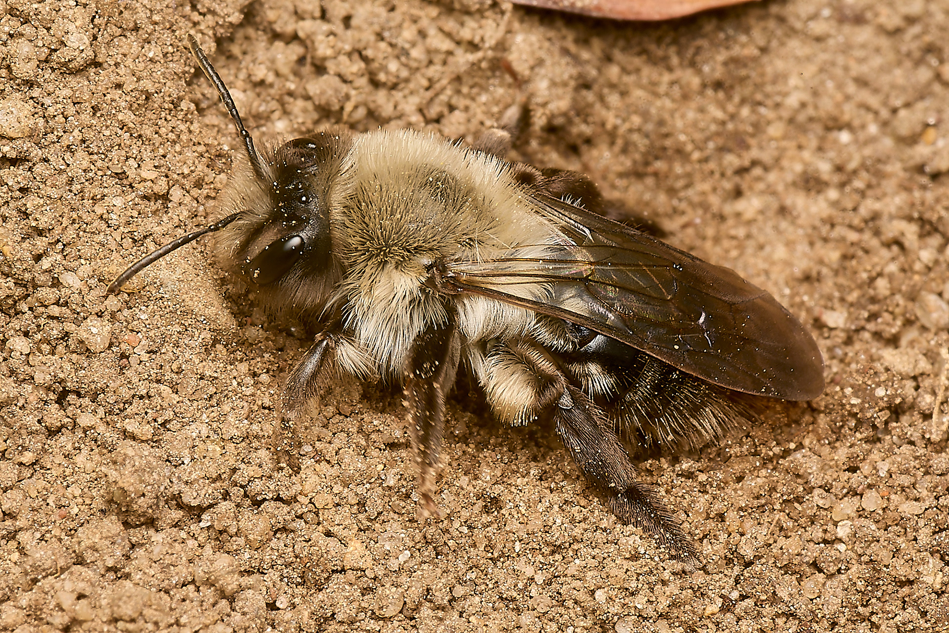 Grey - backed Mining Bee ♀︎ (Andrena vega) Norwich