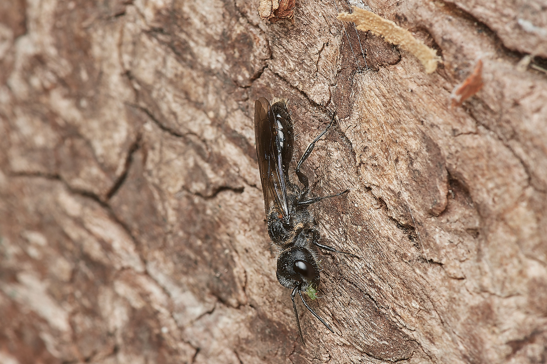 Mourning Wasp (Pemphredon lugubris)