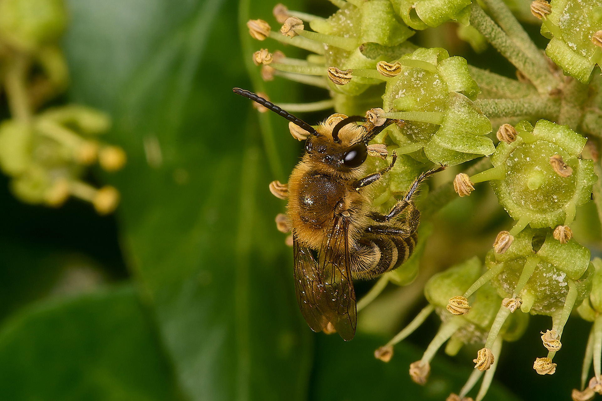 Ivy Bee (Colletes hederae)