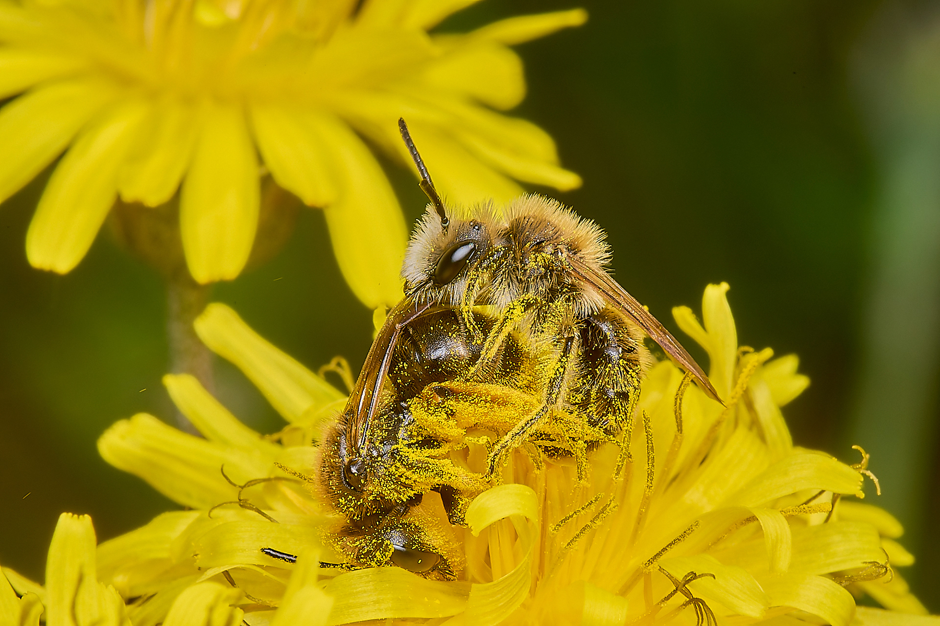 Catsear Mining Bee (Andrena humilis)♀︎&♂︎