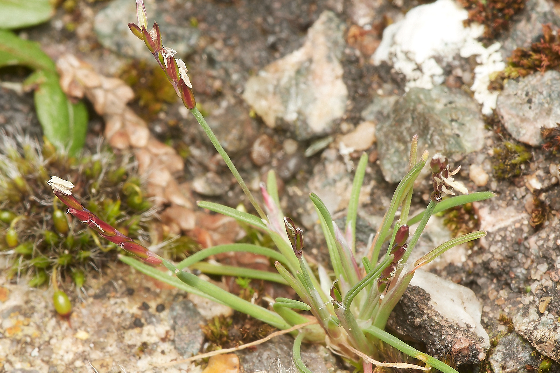 Early Sand Grass (Mibora minima)