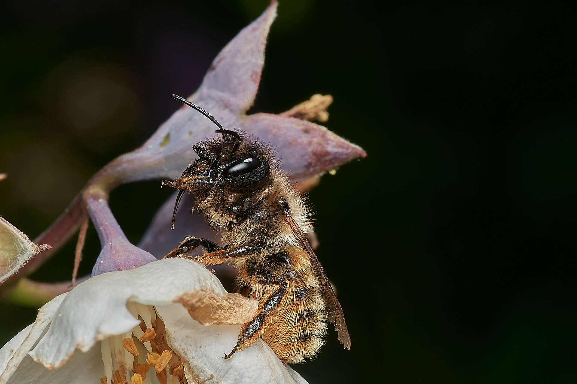 Red Mason Bee♀︎ (Osmia bicornis) Hanworth