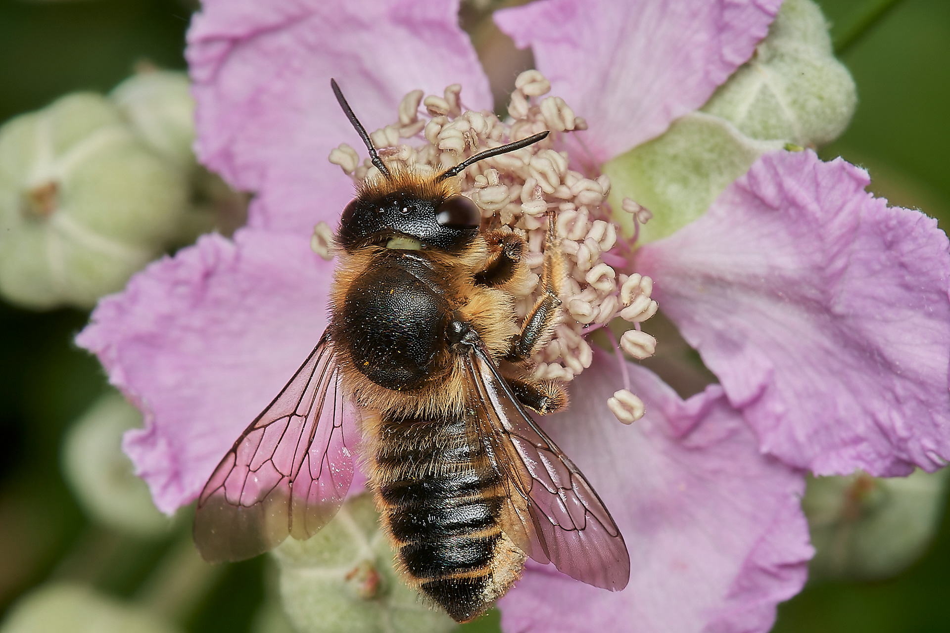 Willughby's Leafcutter Bee (Megachile willughbiella) Hanworth