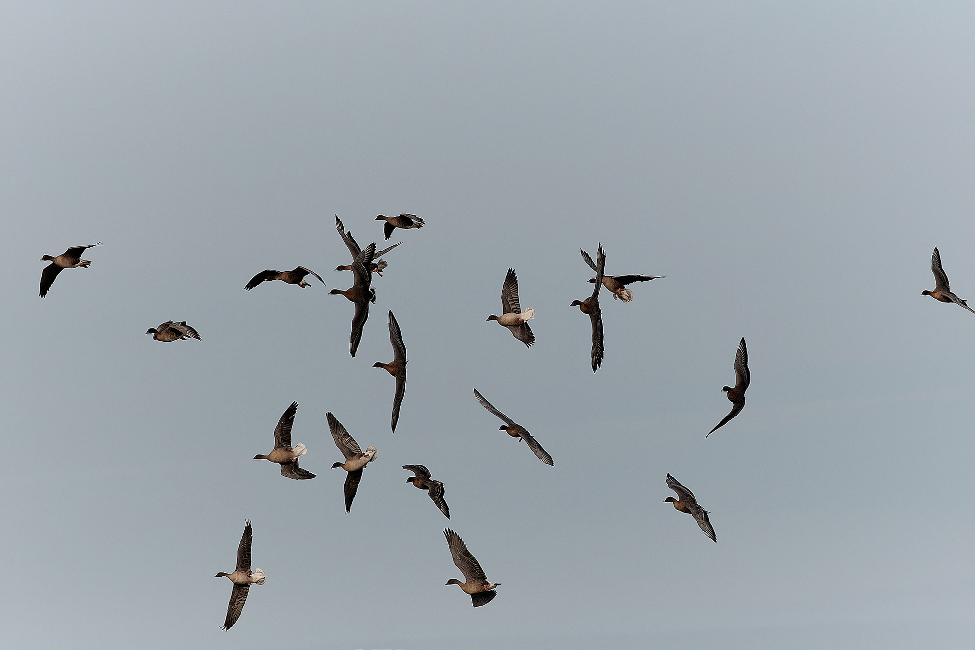 Pinkfeet (Anser brachyrhynuchus) winnowing