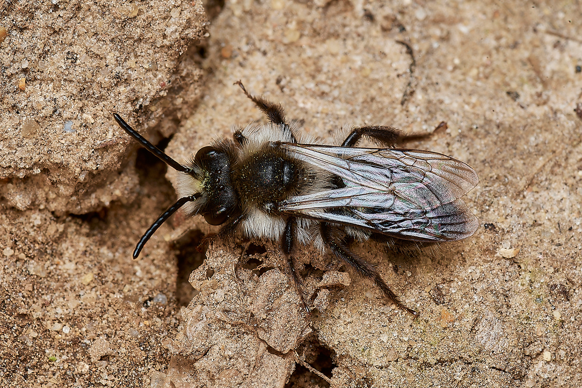 Ashy Mining Bee ♂︎(Andrena cinerea) Hanworth 04/23