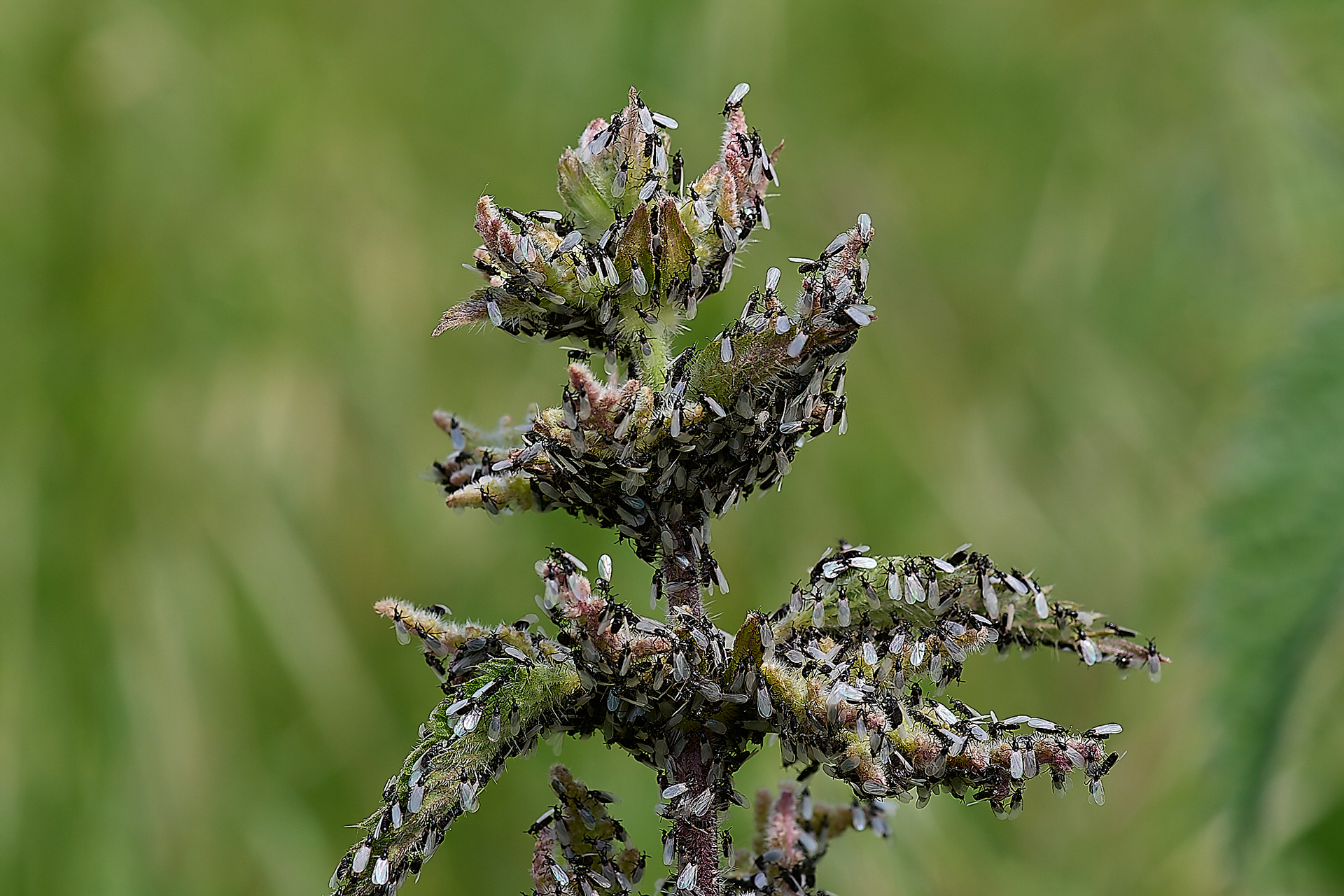 Of all the nettles in the field?