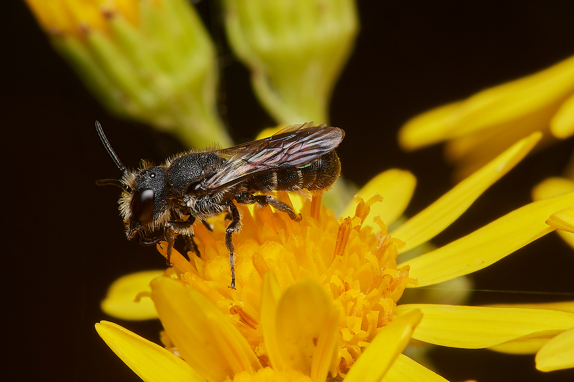 Large-headed Resin Bee ♀︎ (Heriades truncorum) A Norwich garden