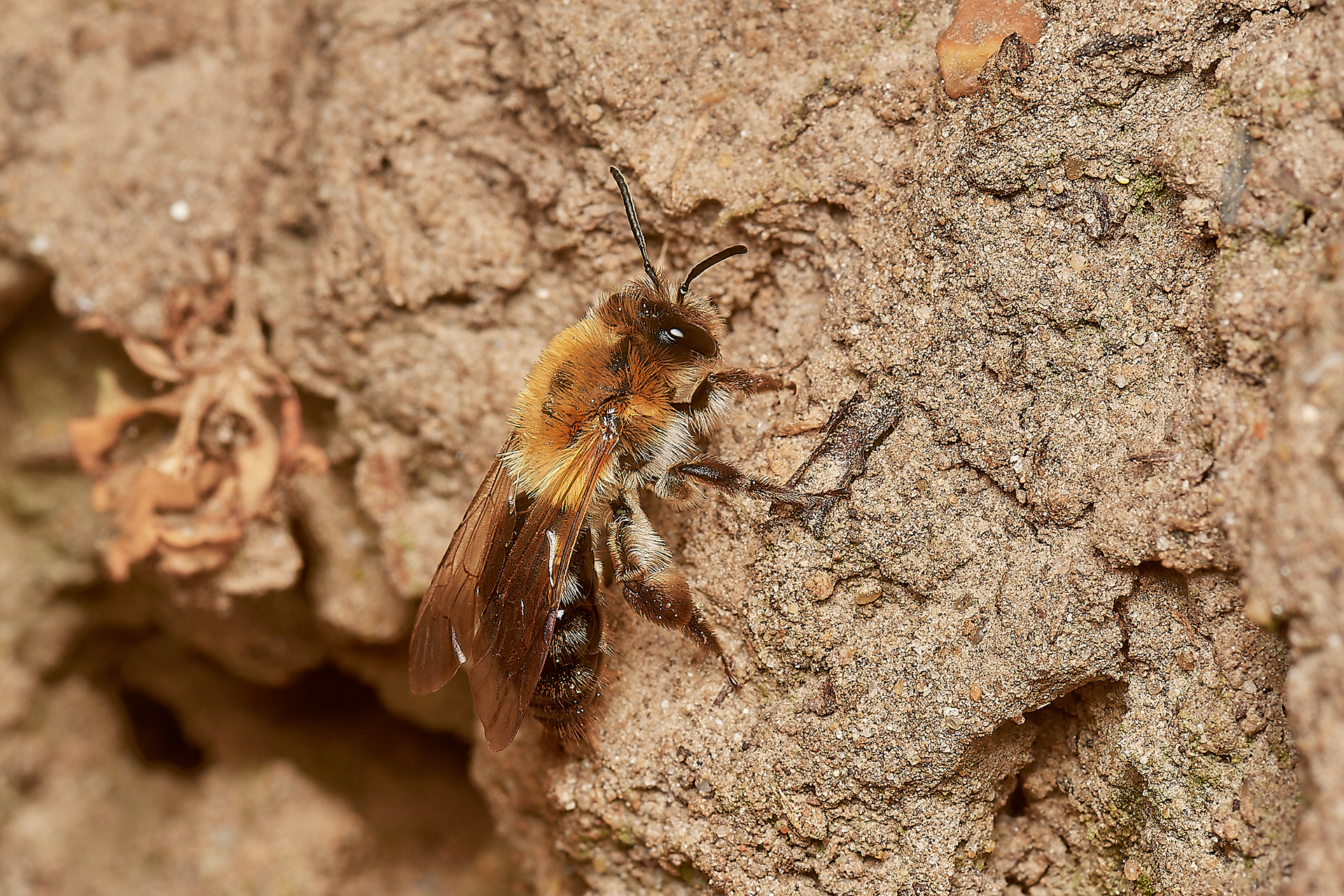 Chocolate Mining Bee ♀︎? (Andrena scotica) Hanworth