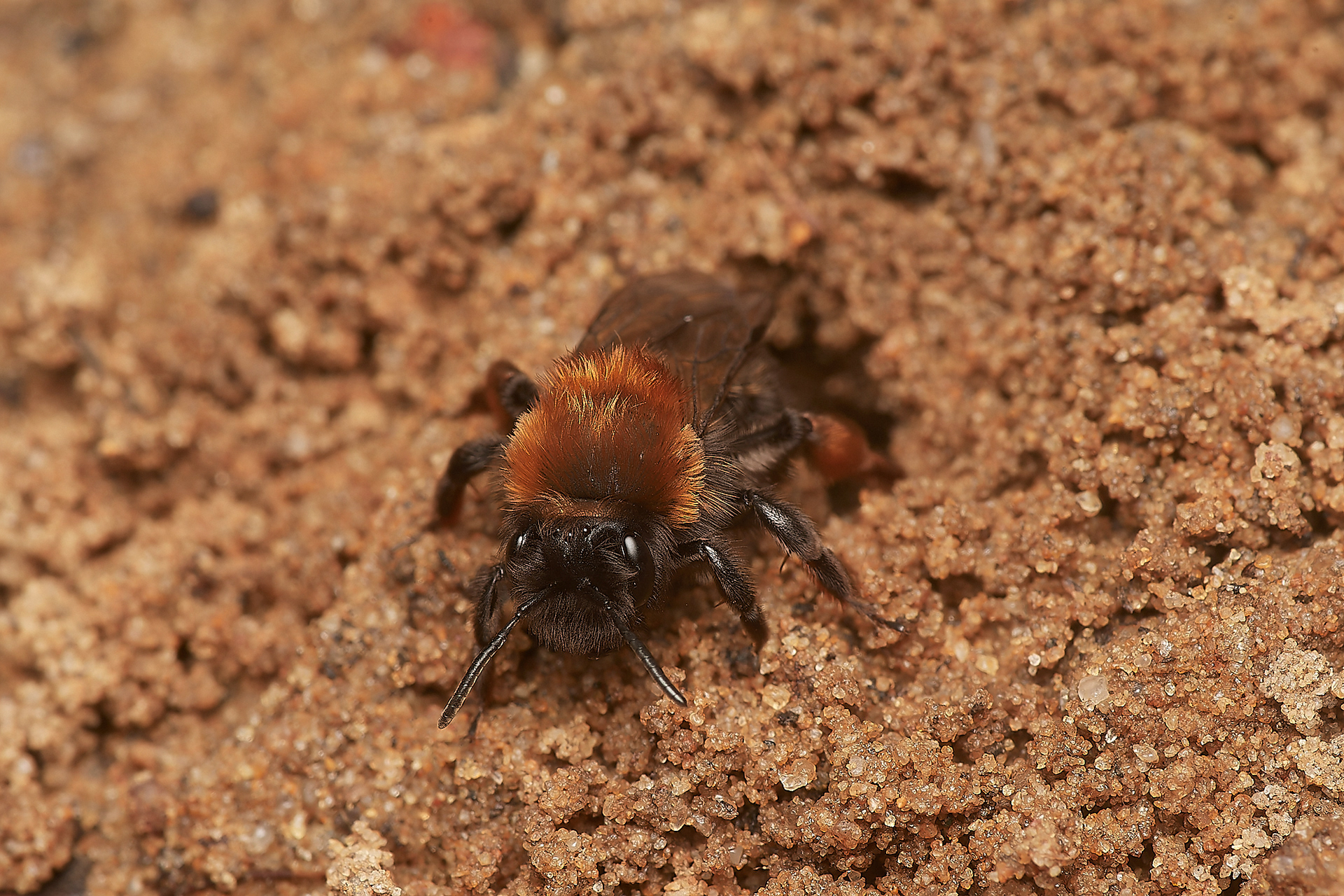 Clark's Mining Bee ♀︎(Andren clarkella) Strumpshaw 03/23