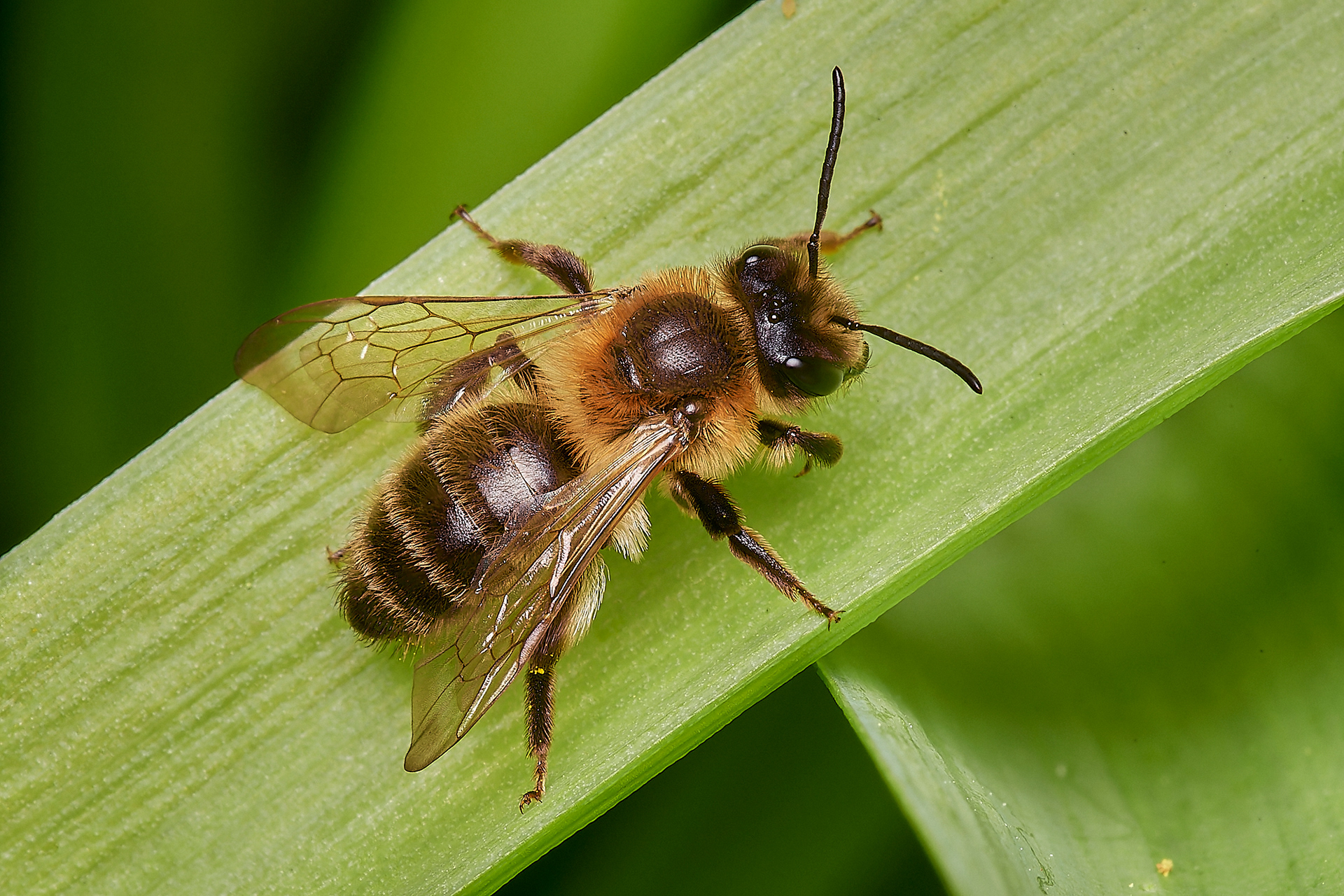 Broad-margined Mining Bee ♀︎?(Andrena synadelpha) Hanworth 03-23