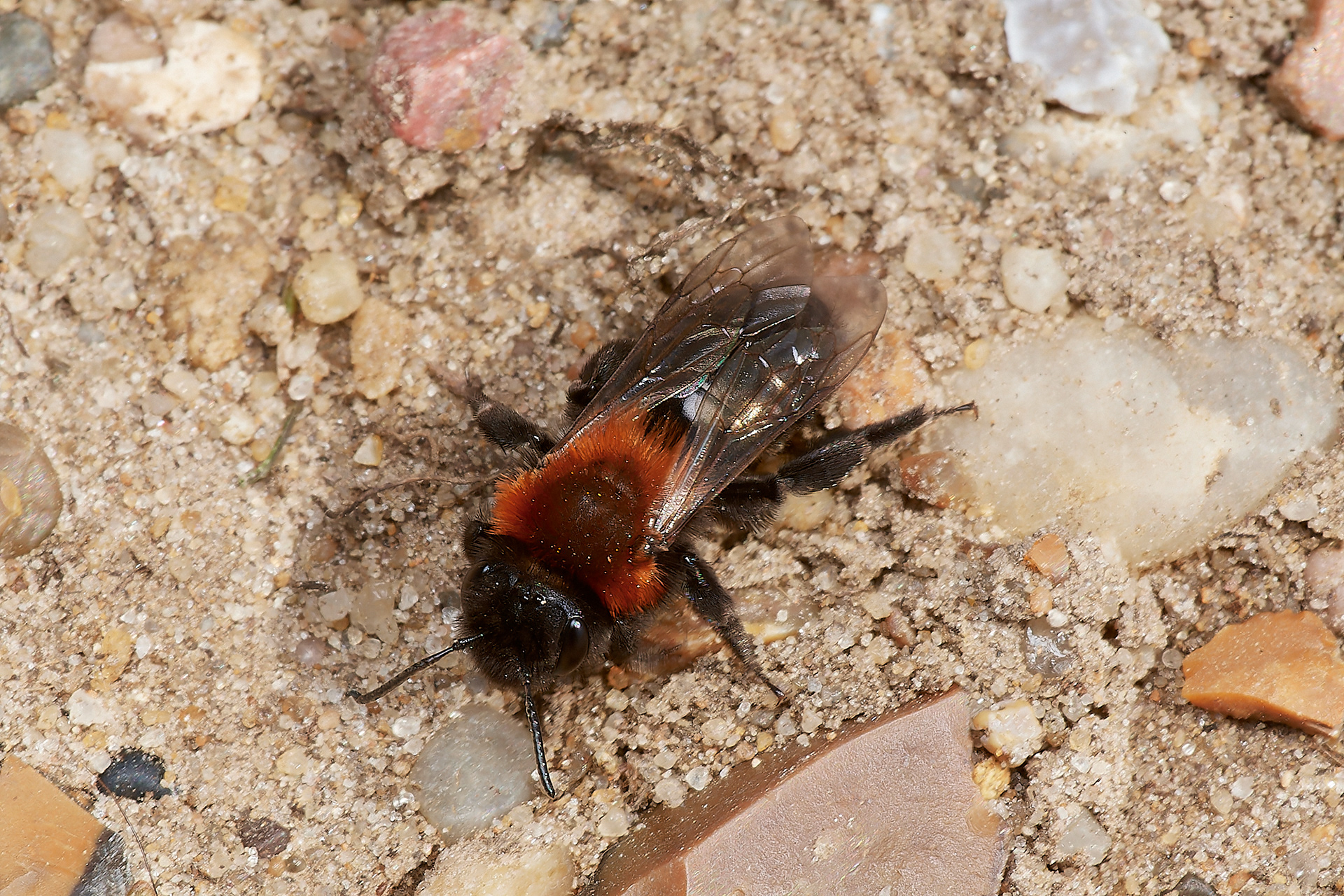 Cliff Mining Bee ♀︎ (Andrena thoracica) Weybourne 04/23