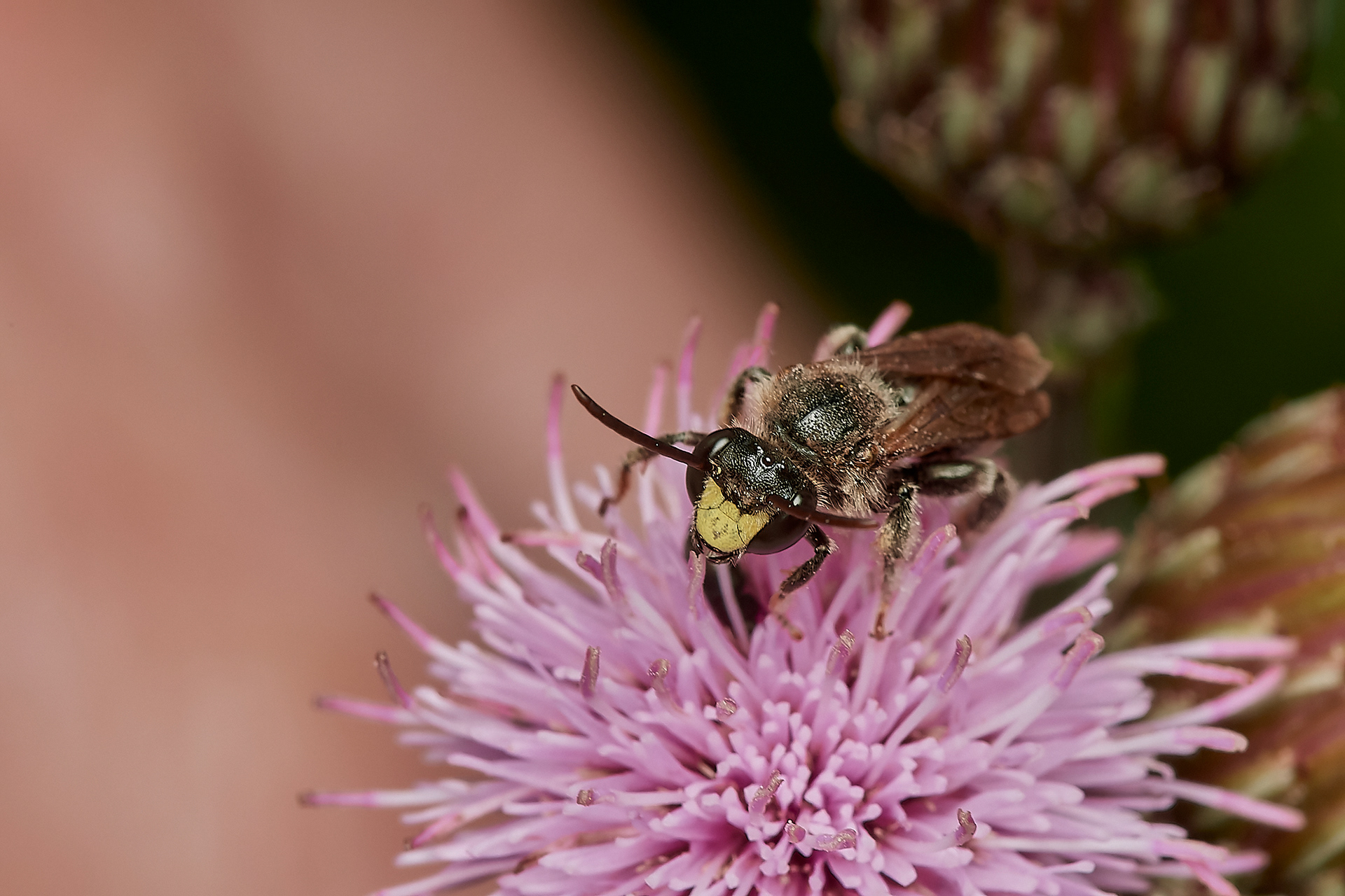 Yellow Loosestrife Bee ♂︎ (Wheatfen