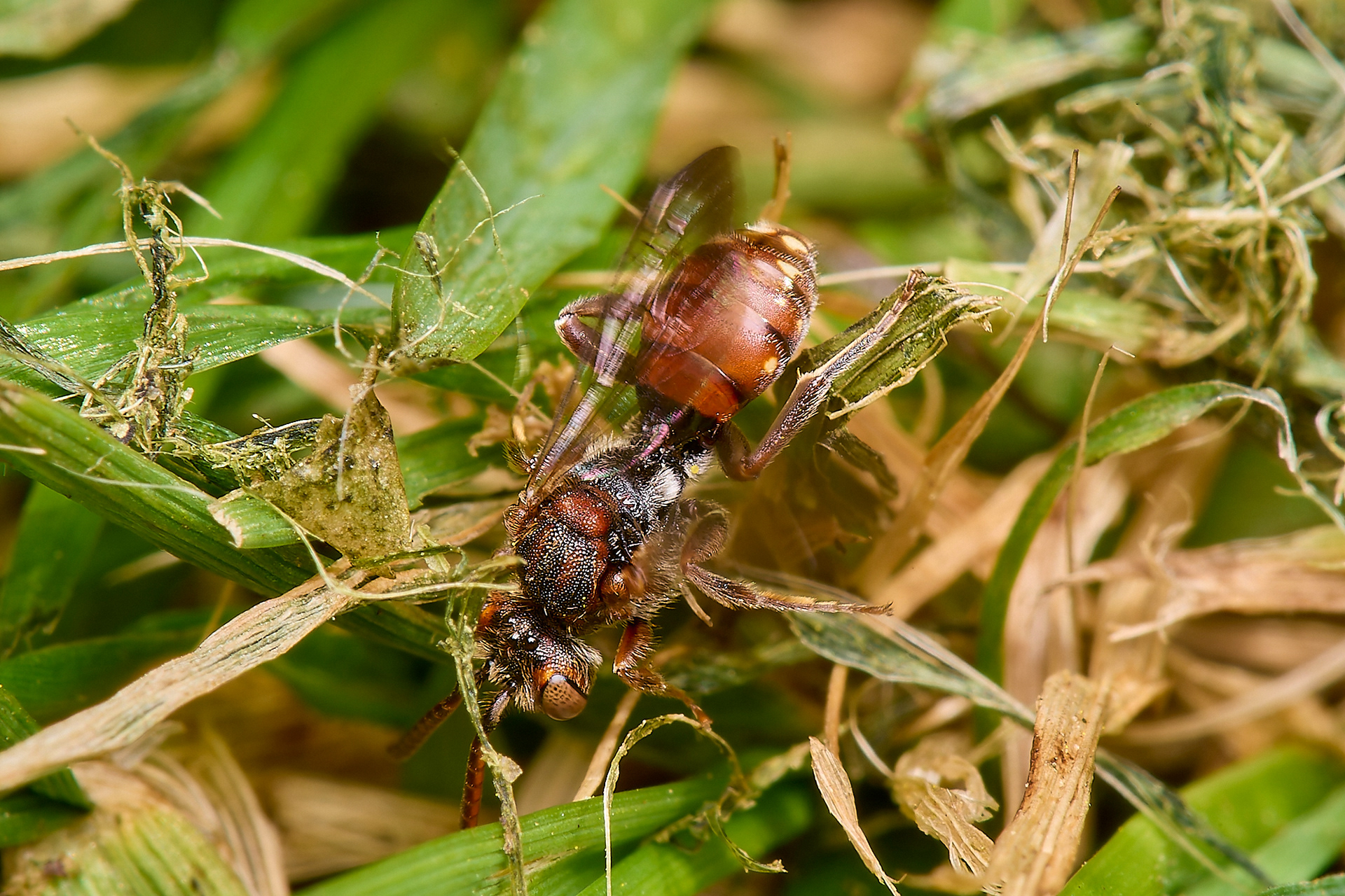 Short-spined Nomad Bee (Nomada guttulata) ♀︎