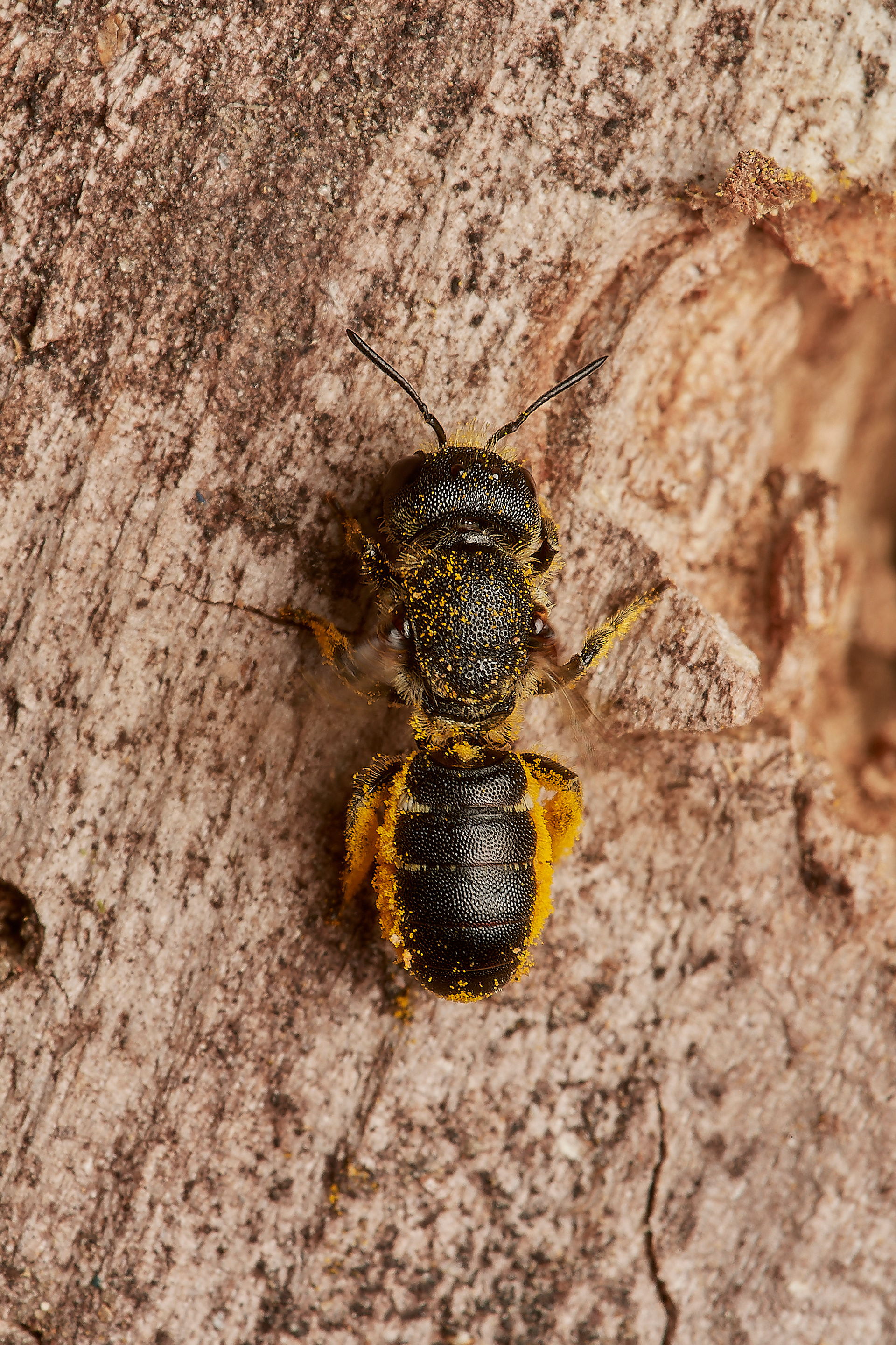 Large-headed Resin Bee ♀︎ (Heriades truncorum) Hanworth