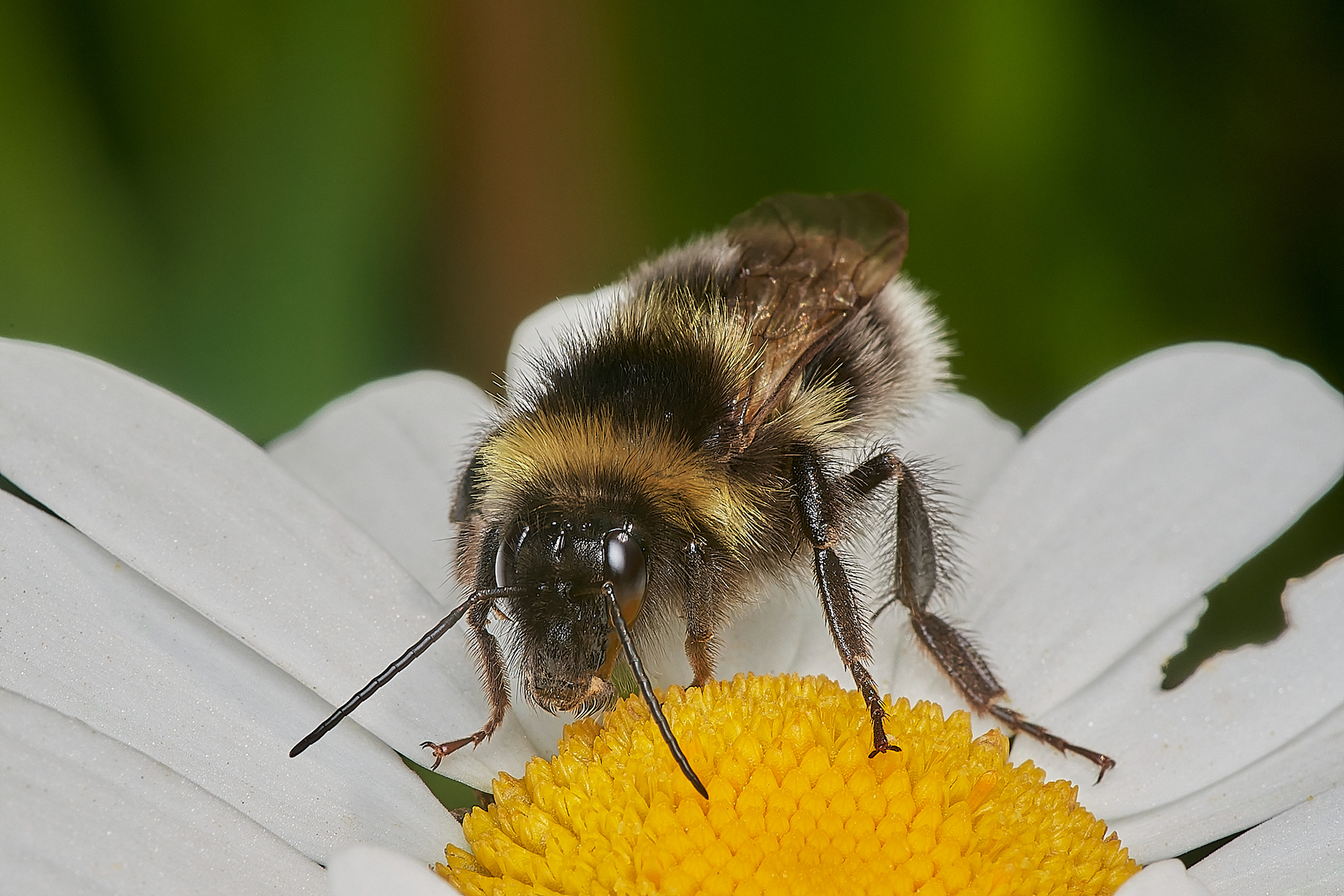 Garden Bumble Bee ? (Bombus hortorum) Hanworth