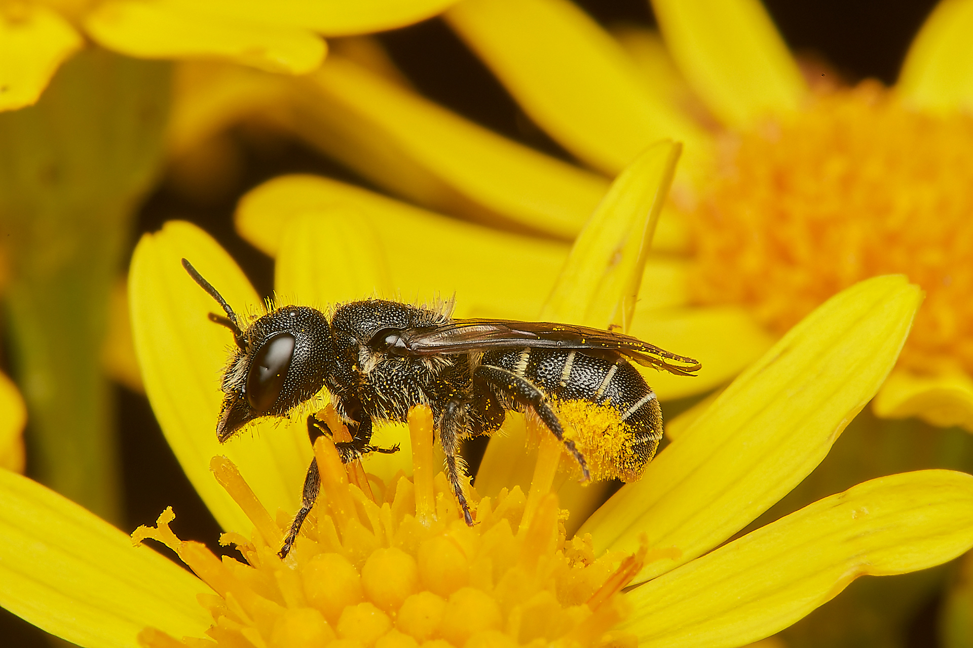 Large-headed Resin Bee ♀︎ (Heriades truncorum) A Norwich garden