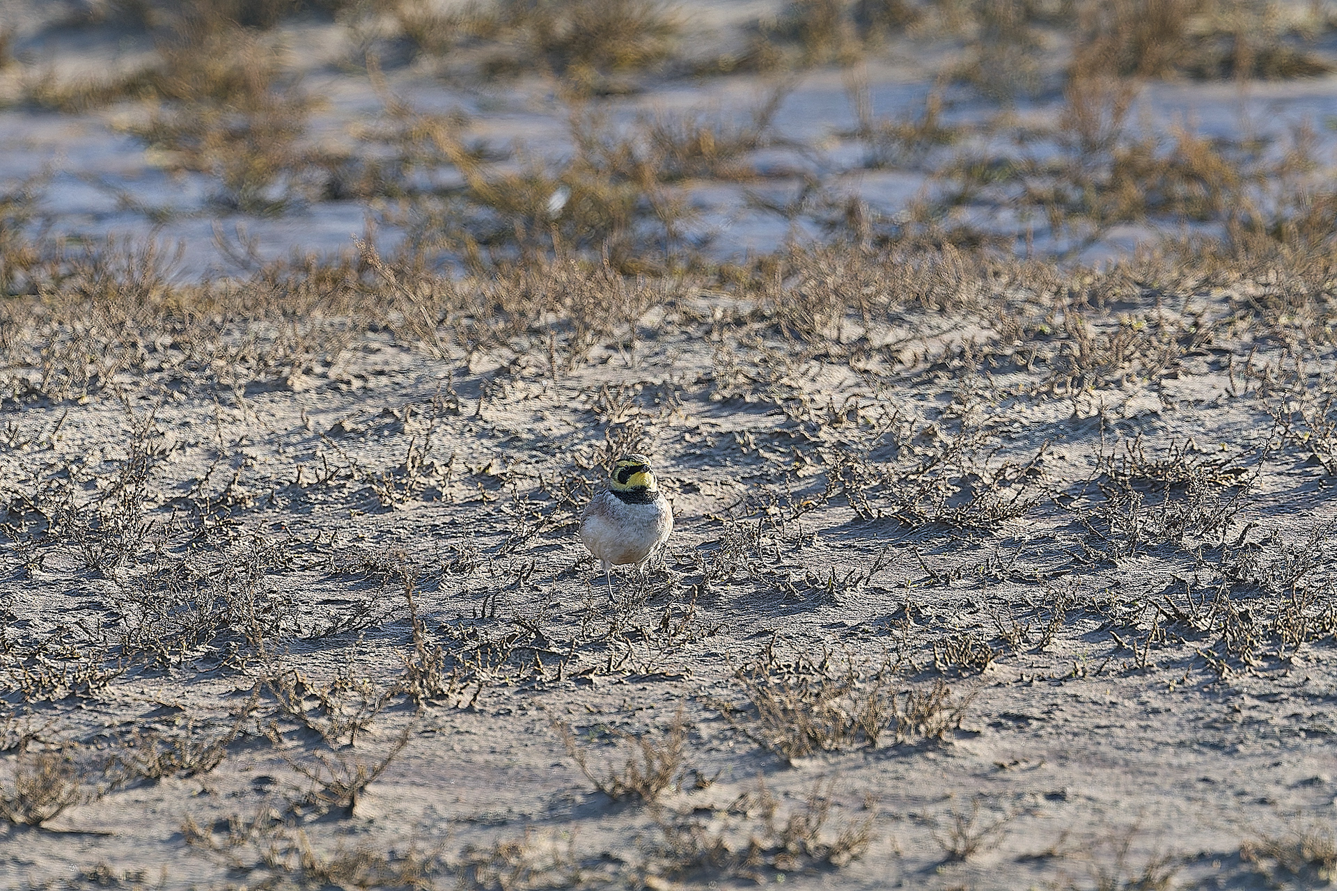 Shore Lark