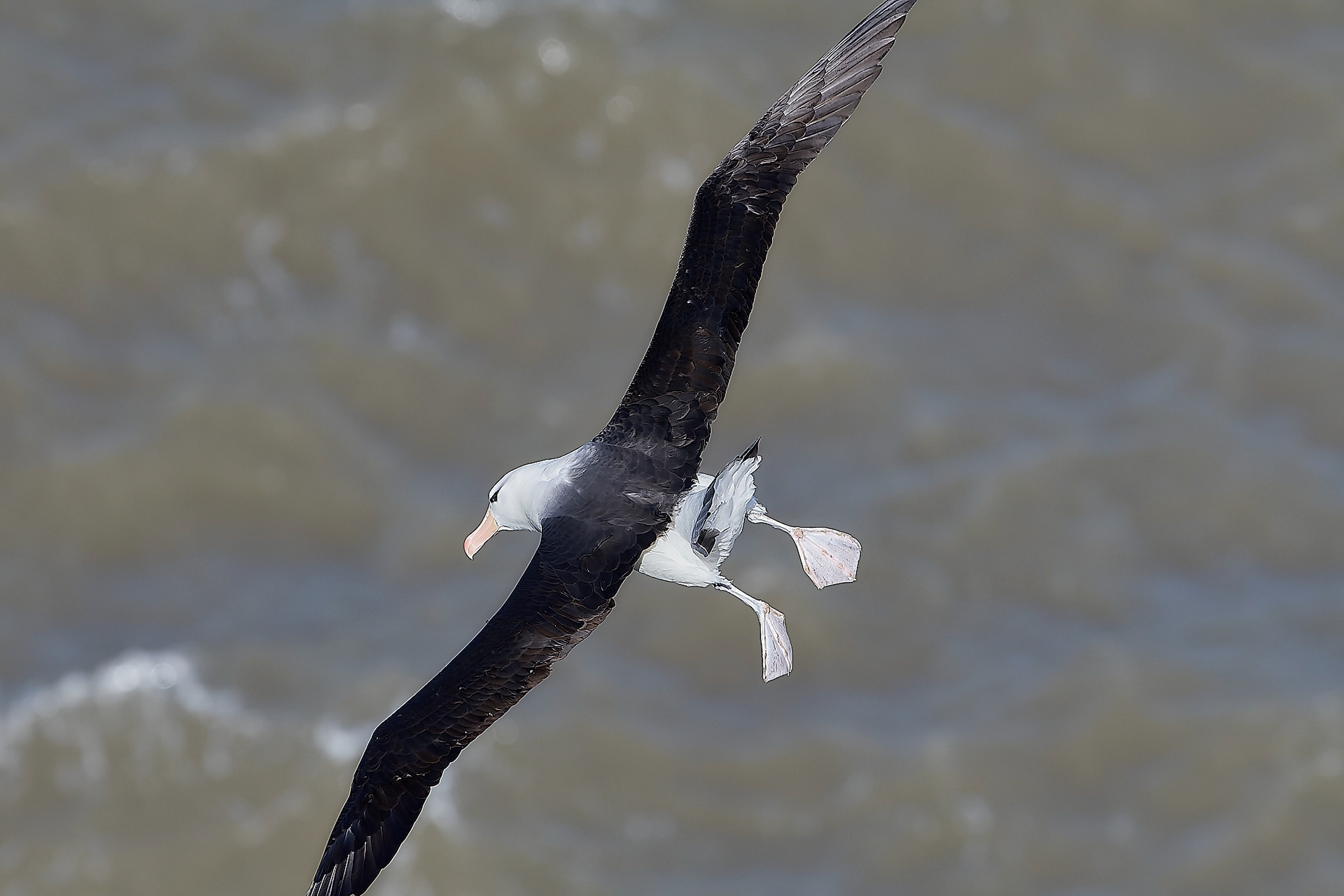 Black-browed Albatross (Thalassarche melanophris)