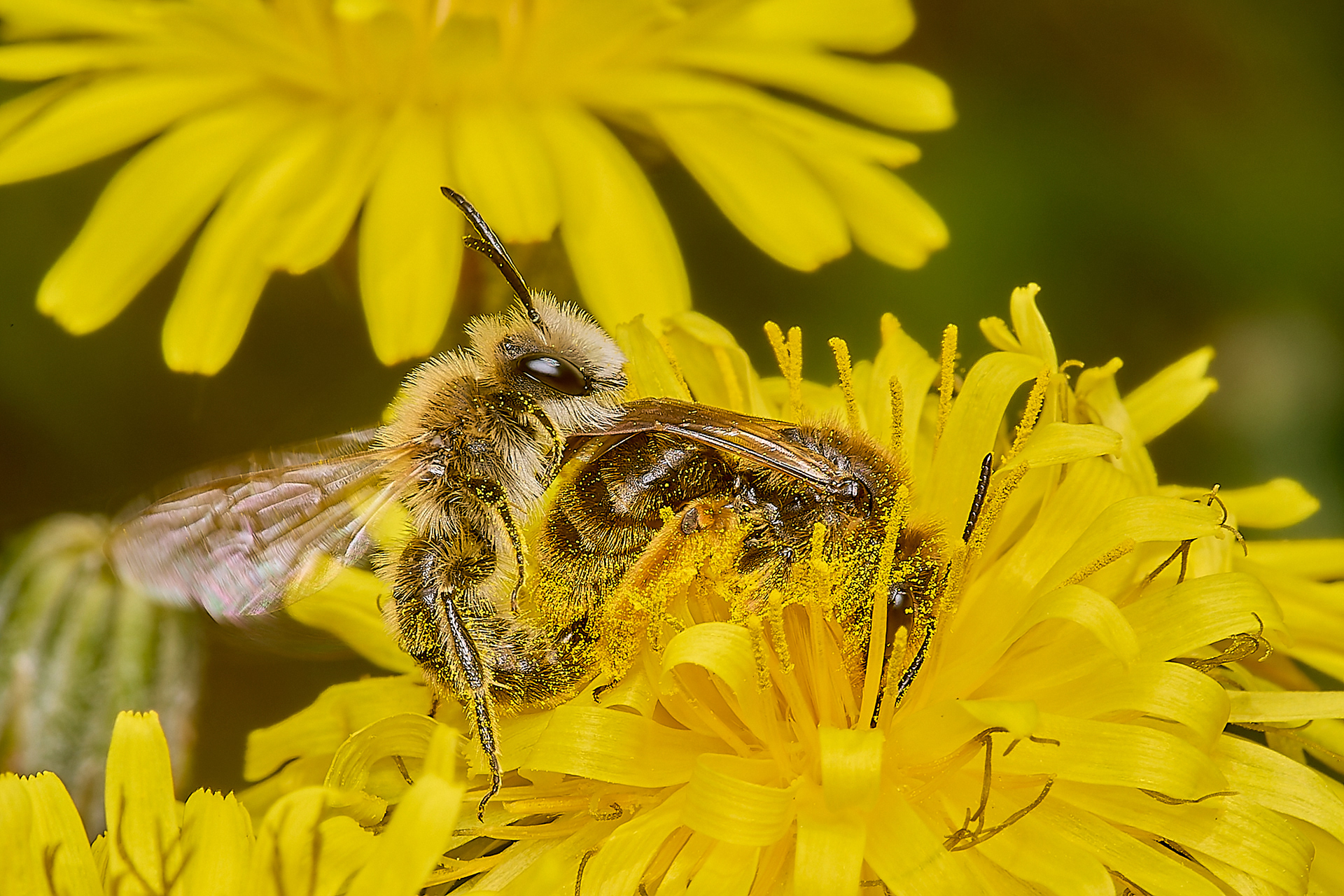 Catsear Mining Bee (Andrena humilis)♀︎&♂︎