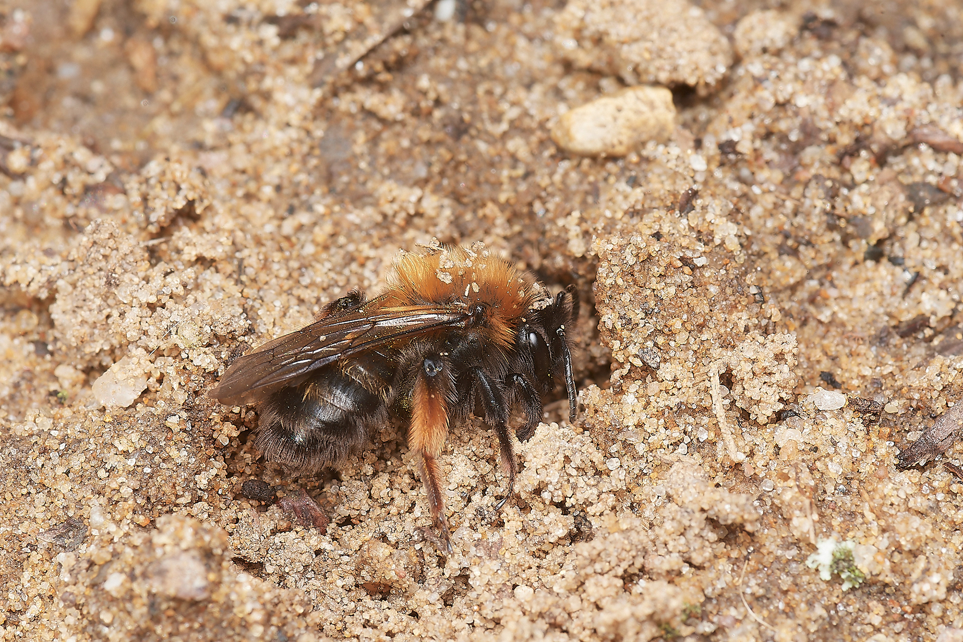 Clark's Mining Bee ♀︎(Andren clarkella) Strumpshaw 03/23