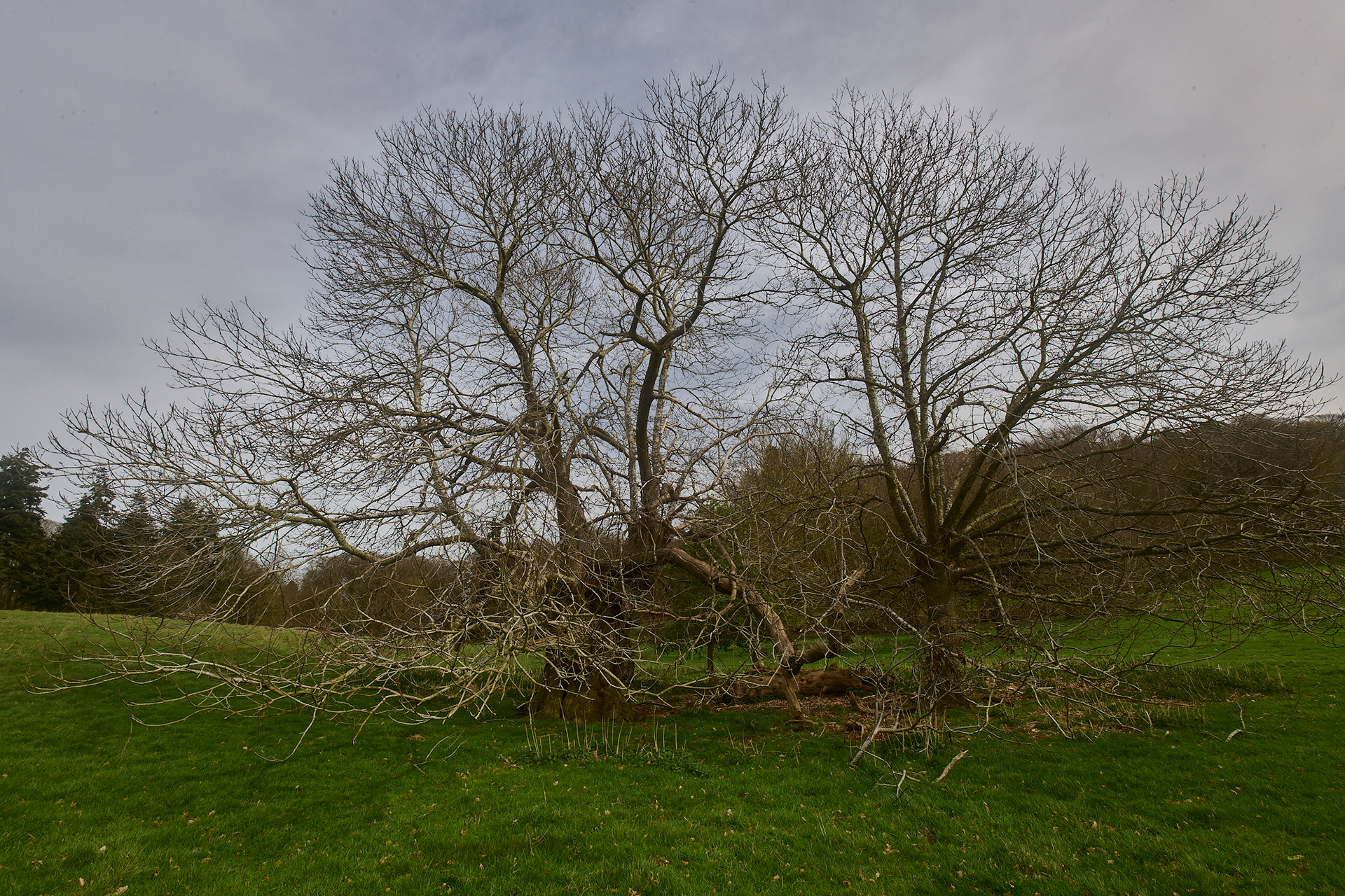 Sweet Chestnut (Castanea sativa)