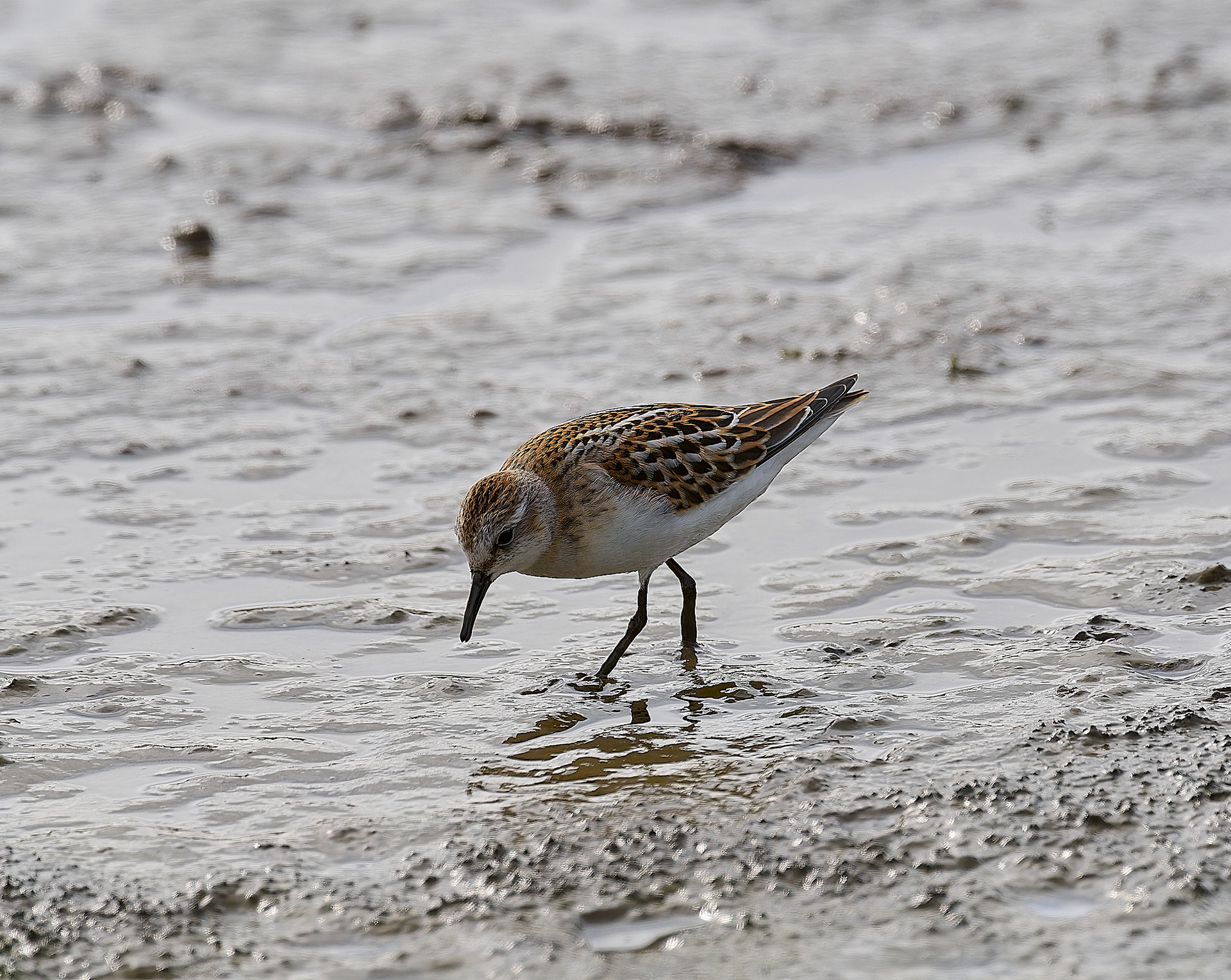 Titchwell Little Stint (Calidris minuta) 09/24
