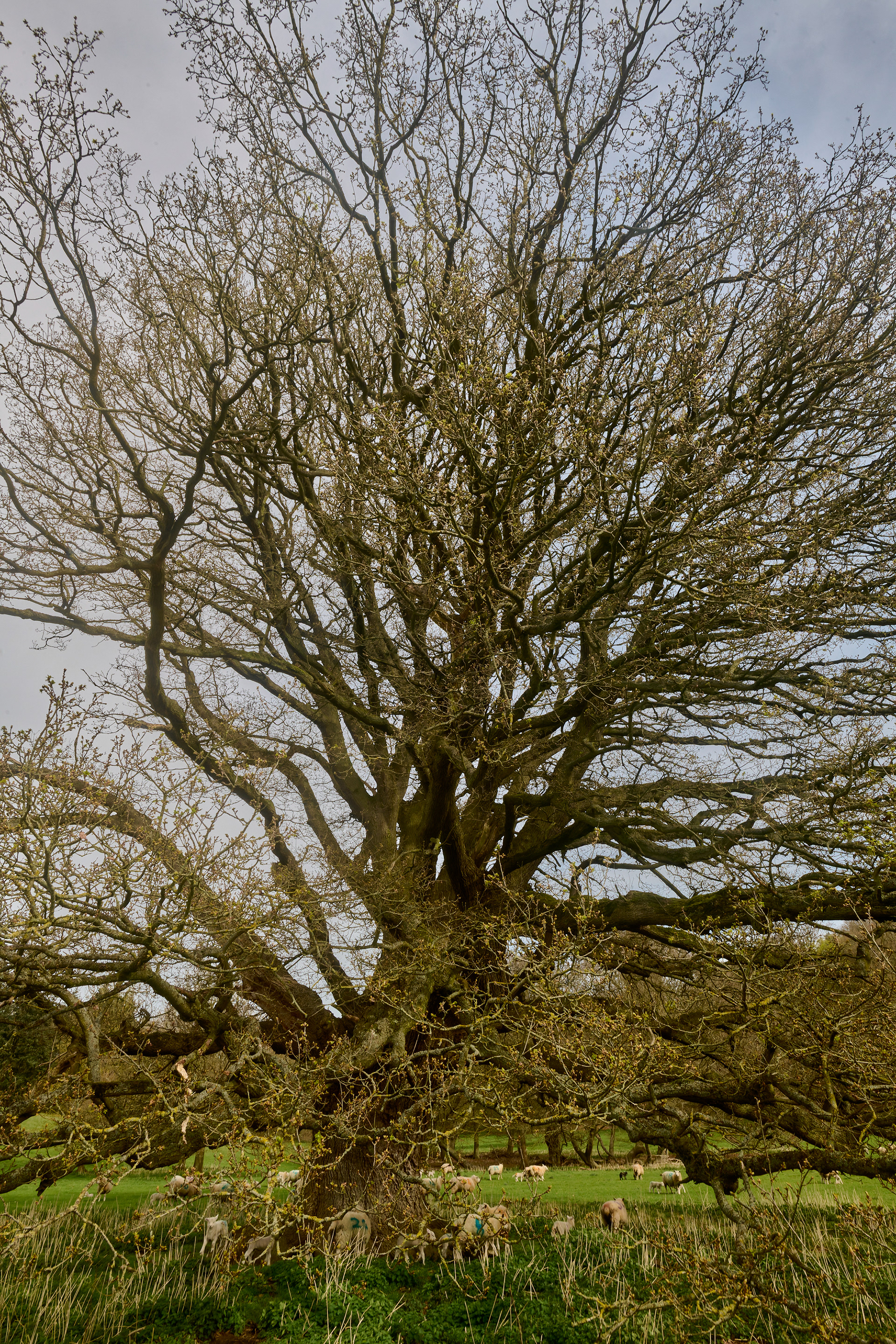 Parkland Oak (Quercus robur)