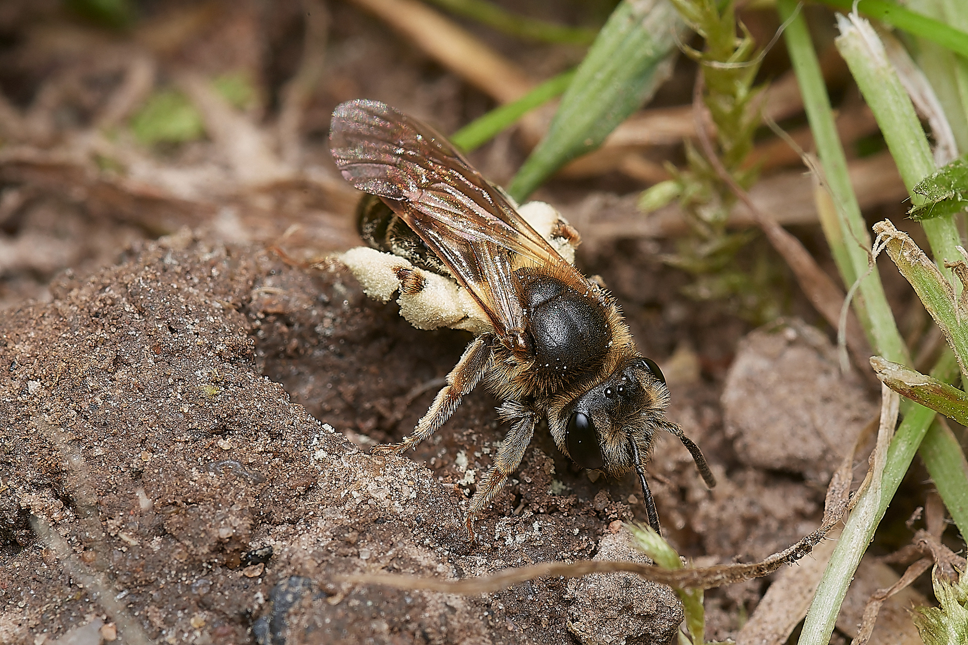 Orange-tailed Mining Bee? ♀︎(Andrena haemorrhoa) at nest Hanworth
