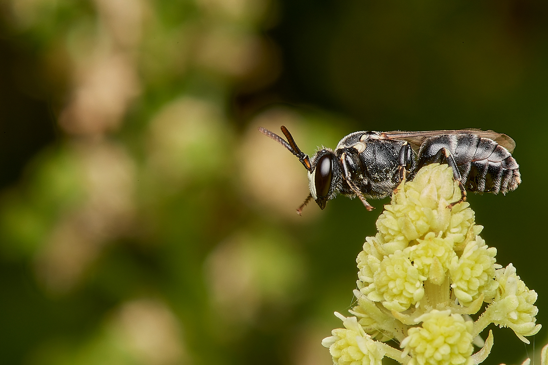 Large Yellow-face Bee♂︎ (Hylaeus signatus) Weybourne