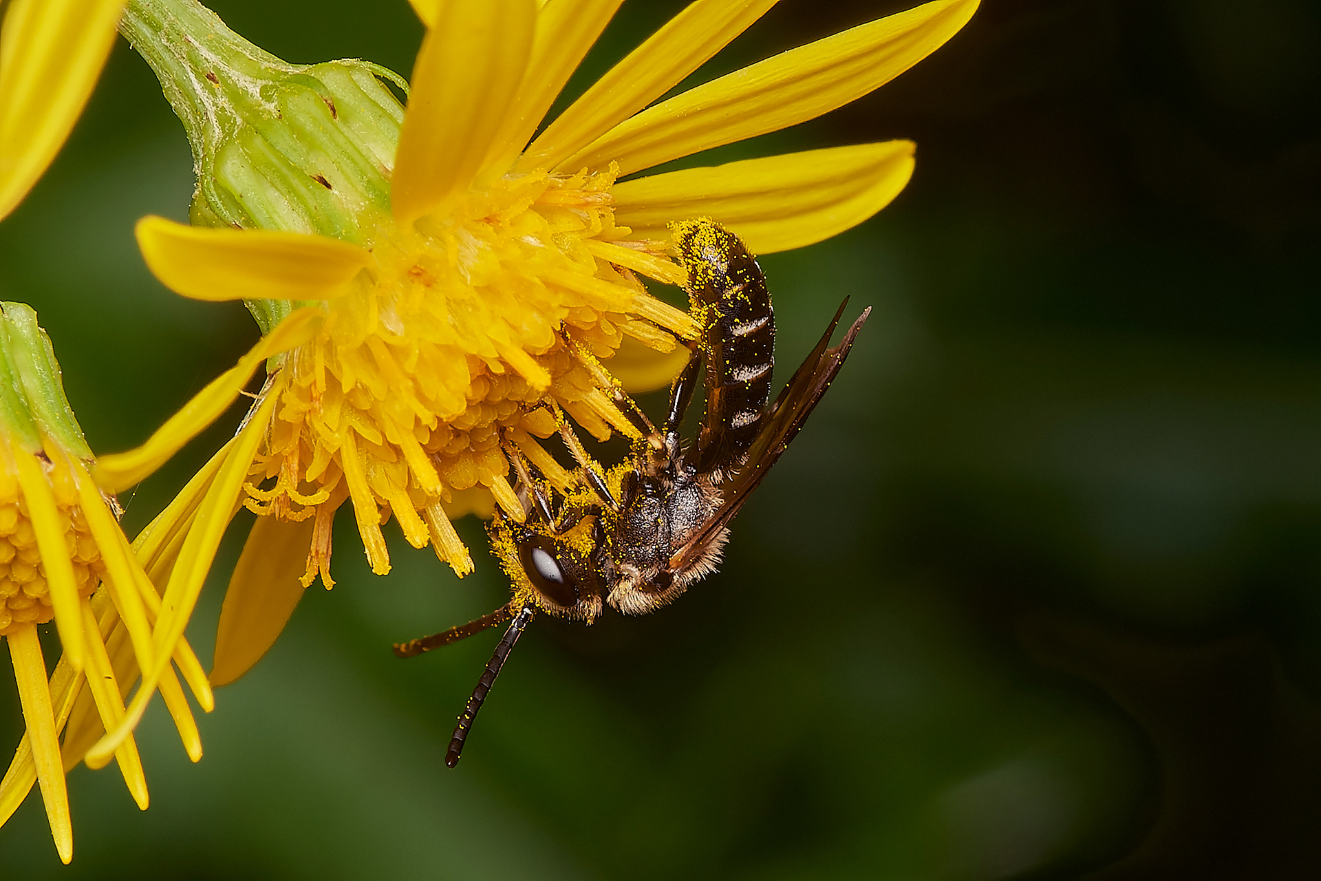 White-zoned Furrow Bee (Lasioglossum leucozonium) Broadland Country Park
