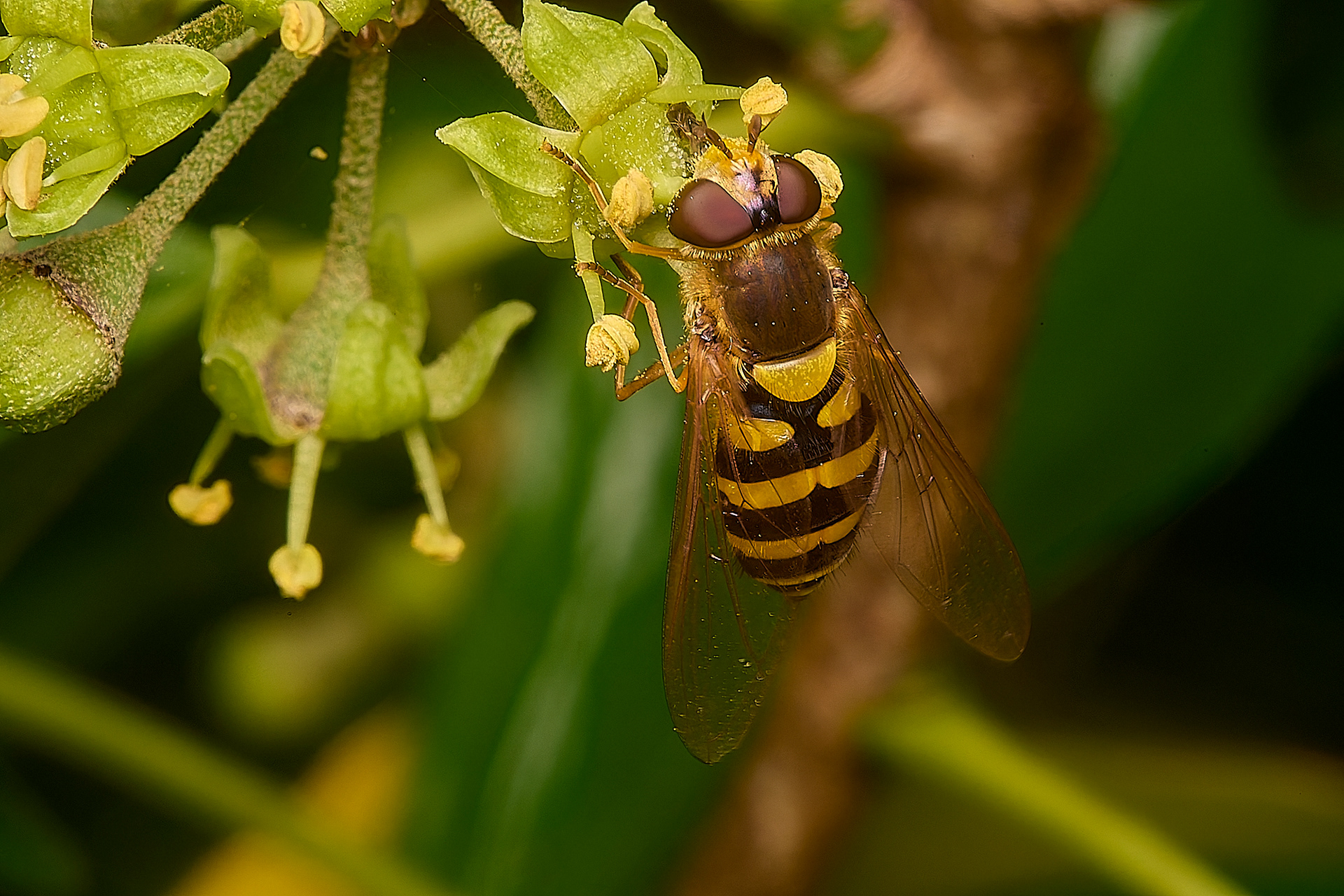 Syrphus Sp